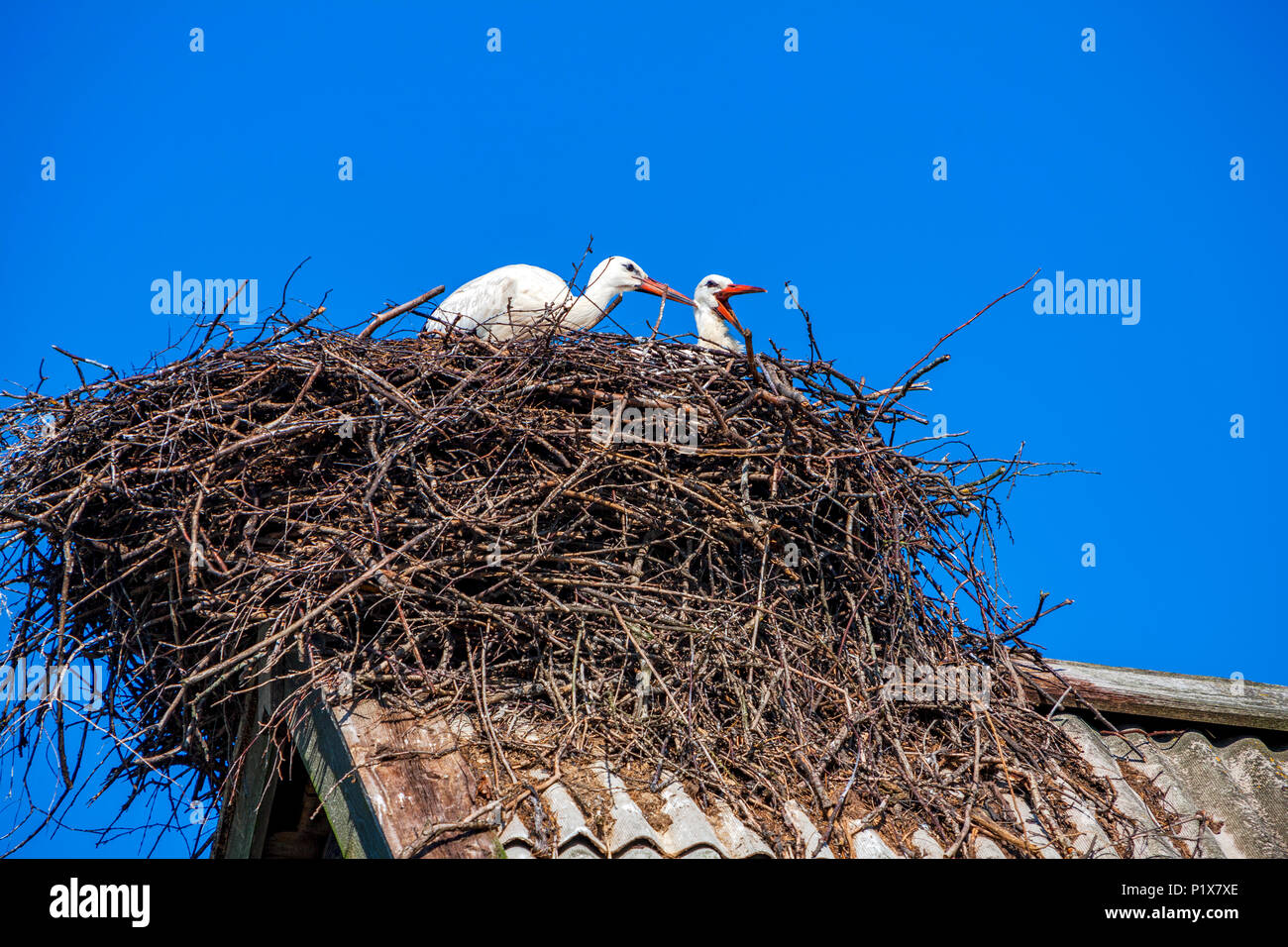 Cicogne sedersi nel nido sul tetto in estate, Regione di Tver, Russia Foto Stock