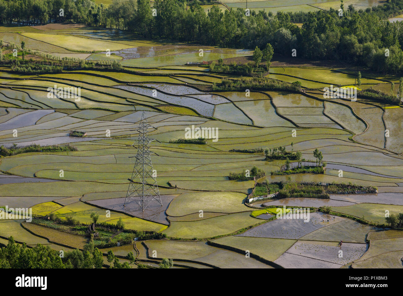 Vista aerea della valle del Kashmir con campo di riso terrazze Foto Stock