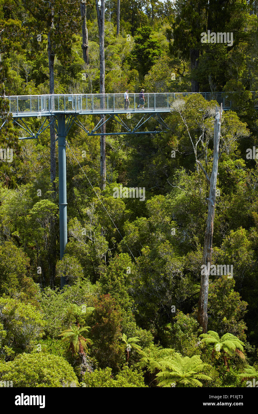 La foresta e i turisti su Treetop marciapiede, vicino a Hokitika West Coast, Isola del Sud, Nuova Zelanda Foto Stock