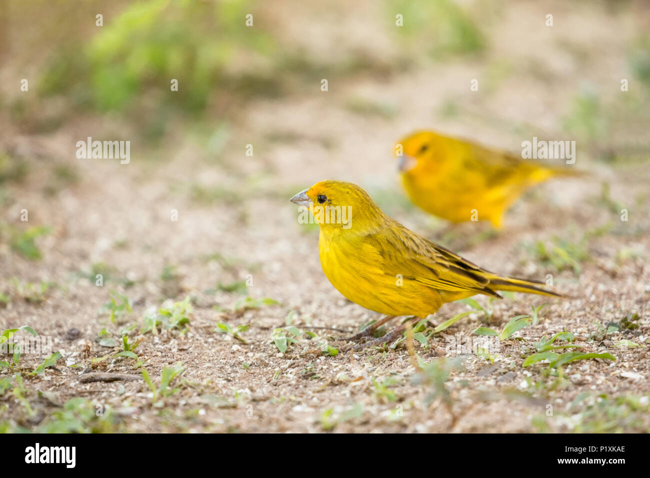 Pantanal Regione del Brasile. Lo zafferano Finches alimentando il seme sparso. Foto Stock