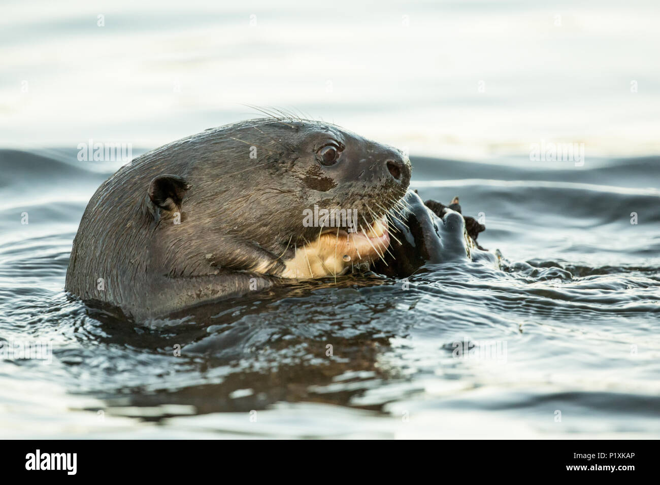 Pantanal Regione del Brasile. Giant Lontra di fiume di mangiare un pesce. Foto Stock