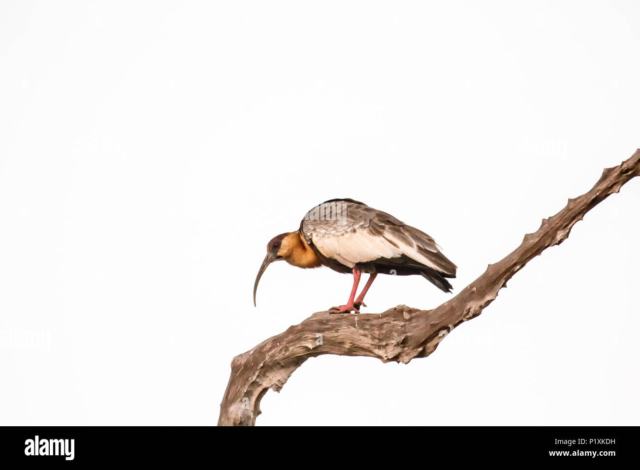 Regione Pantanal, Mato Grosso, Brasile, Sud America. Buff-Ibis a collo alto in un albero morto. Foto Stock