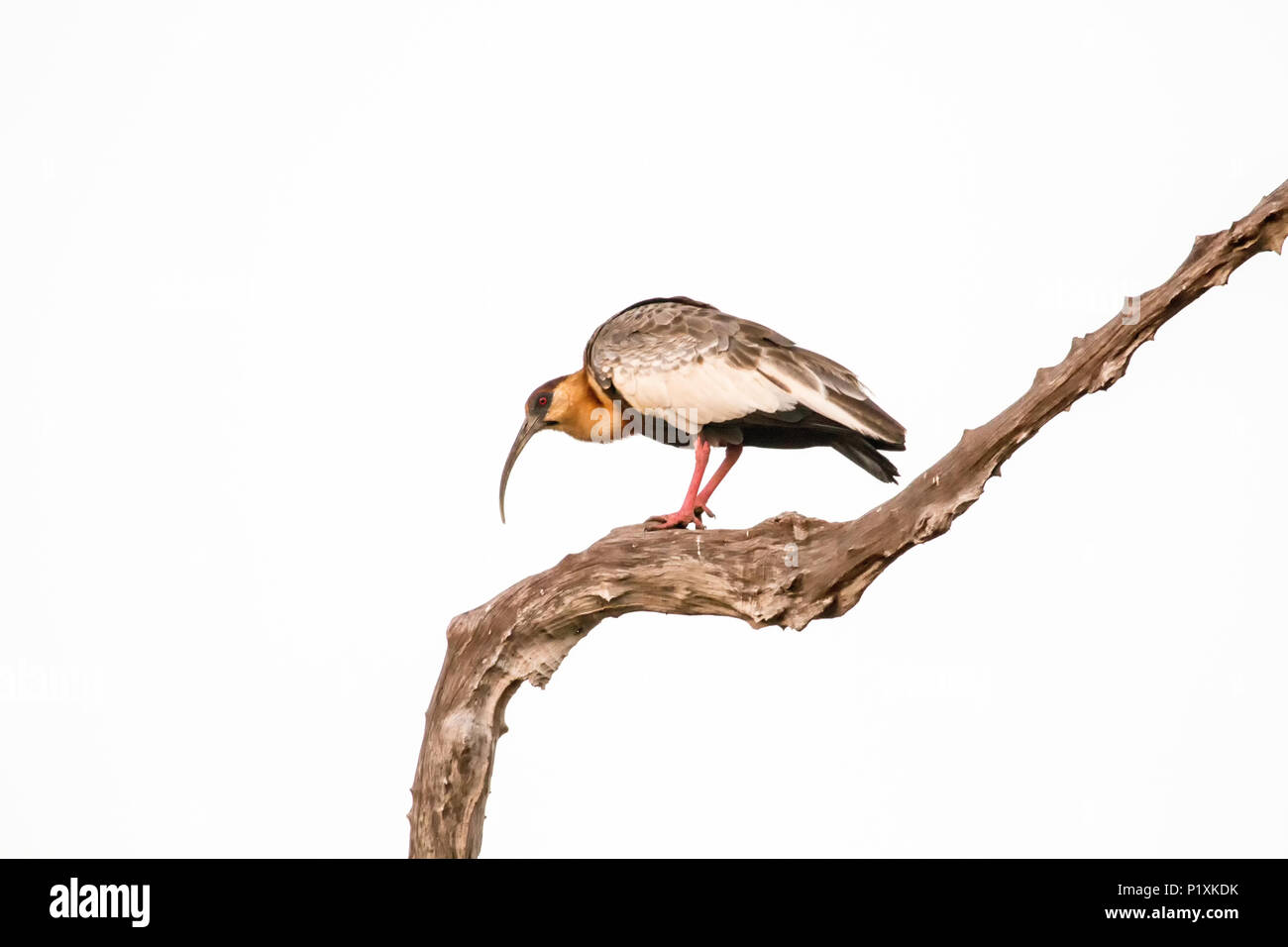Regione Pantanal, Mato Grosso, Brasile, Sud America. Buff-Ibis a collo alto in un albero morto. Foto Stock