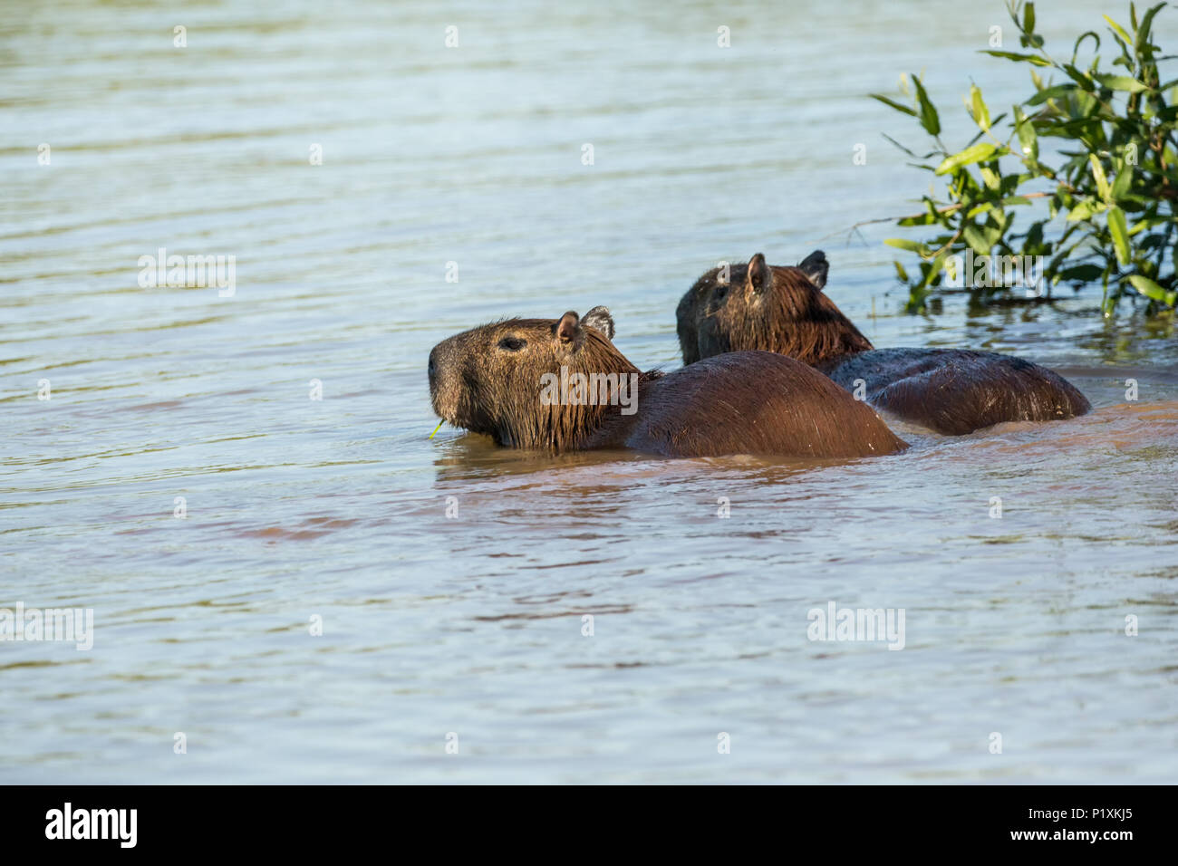 Regione Pantanal, Mato Grosso, Brasile, Sud America. Due capybaras nuotare nel fiume Cuiaba. Foto Stock