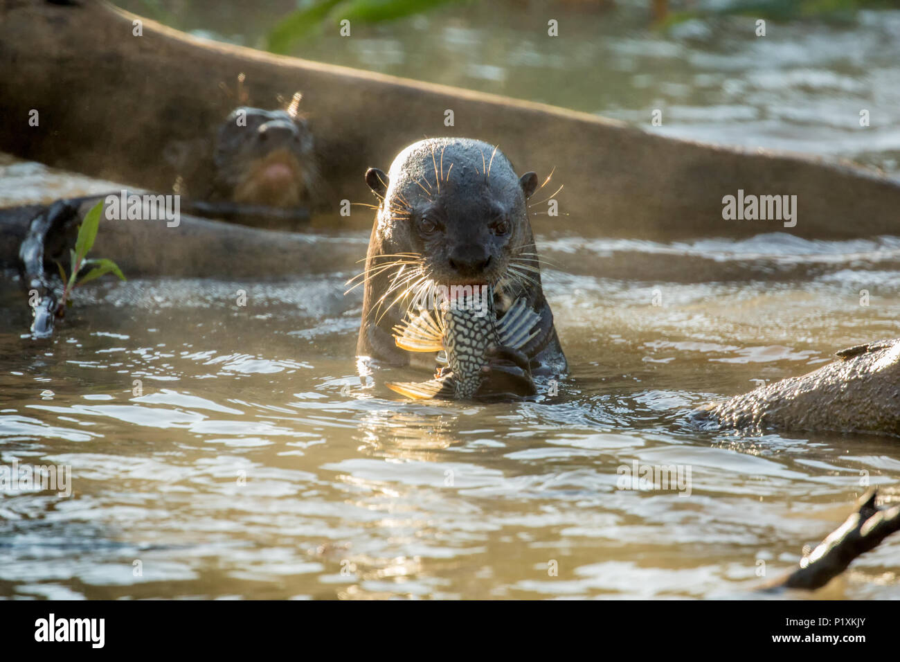 Regione Pantanal, Mato Grosso, Brasile, Sud America. Giant Lontra di fiume di mangiare un pesce pescato nel fiume Cuiaba in mattina presto. Foto Stock