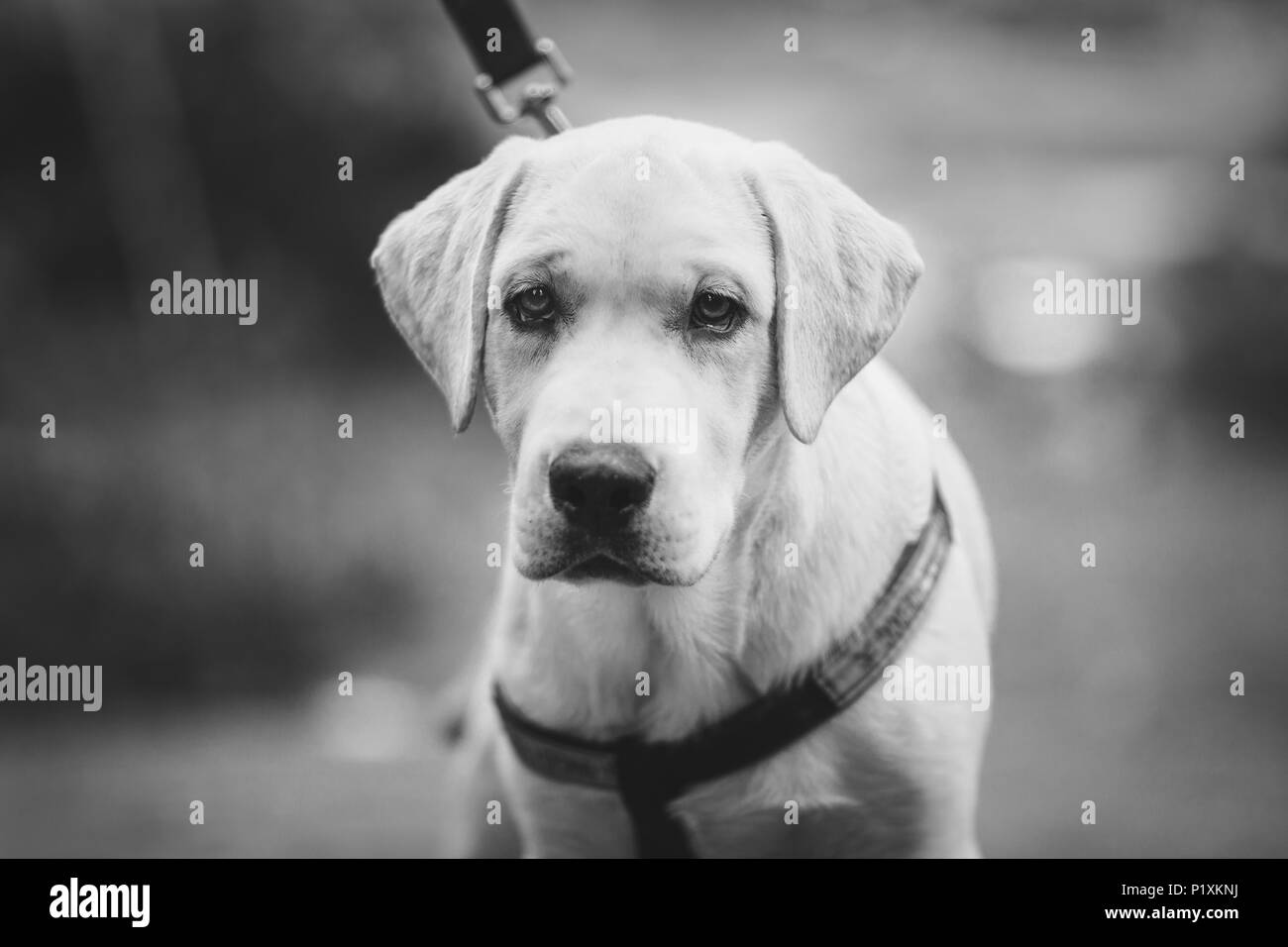 Tre mesi Labrador cane Foto Stock