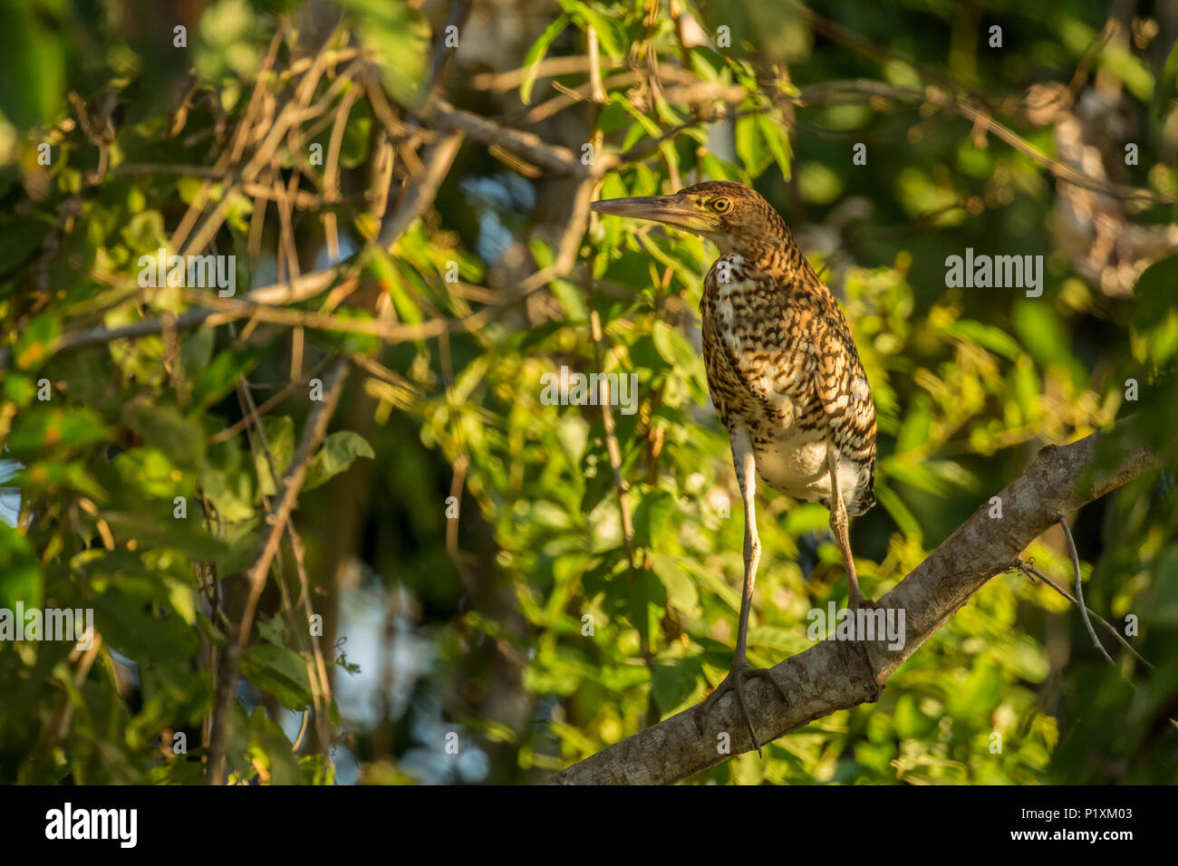 Regione Pantanal, Mato Grosso, Brasile, Sud America. Fasciated Tiger Heron appollaiato in una struttura ad albero Foto Stock