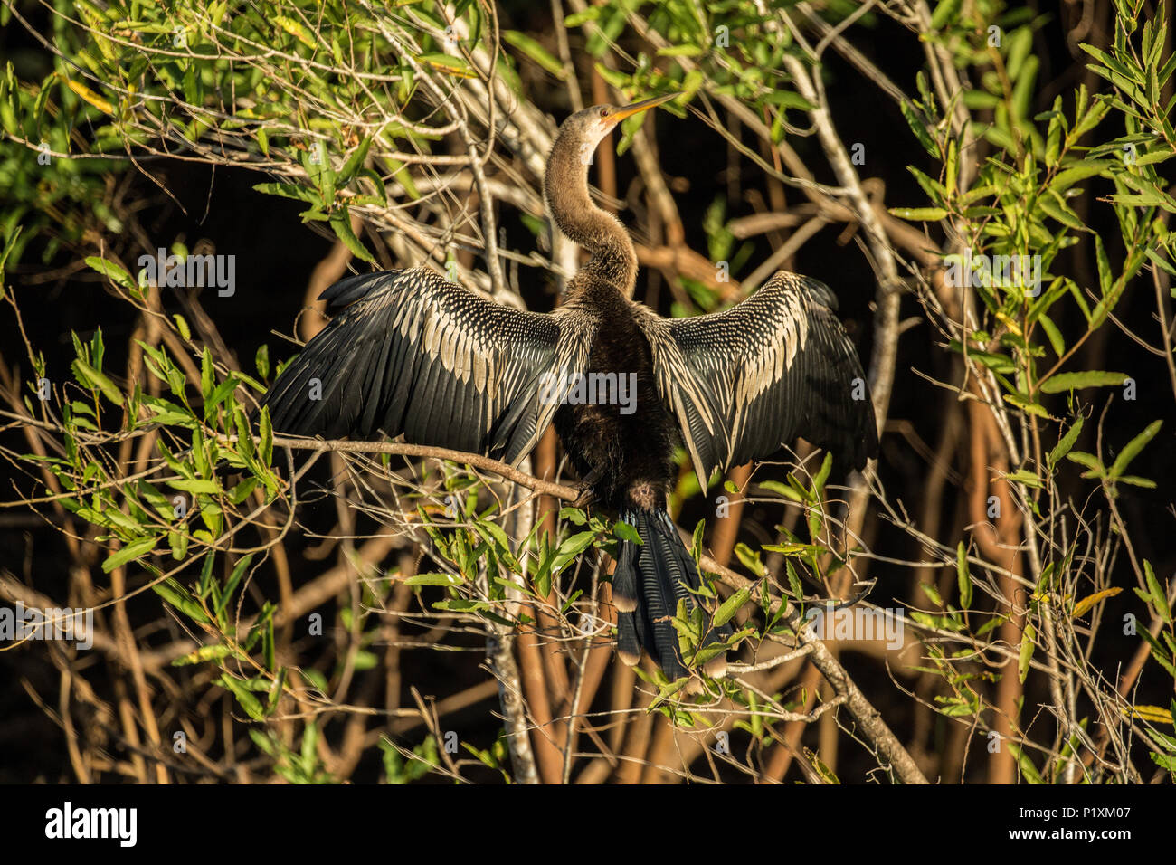 Regione Pantanal, Mato Grosso, Brasile, Sud America. Anhinga con ali esteso per assorbire energia solare. Foto Stock
