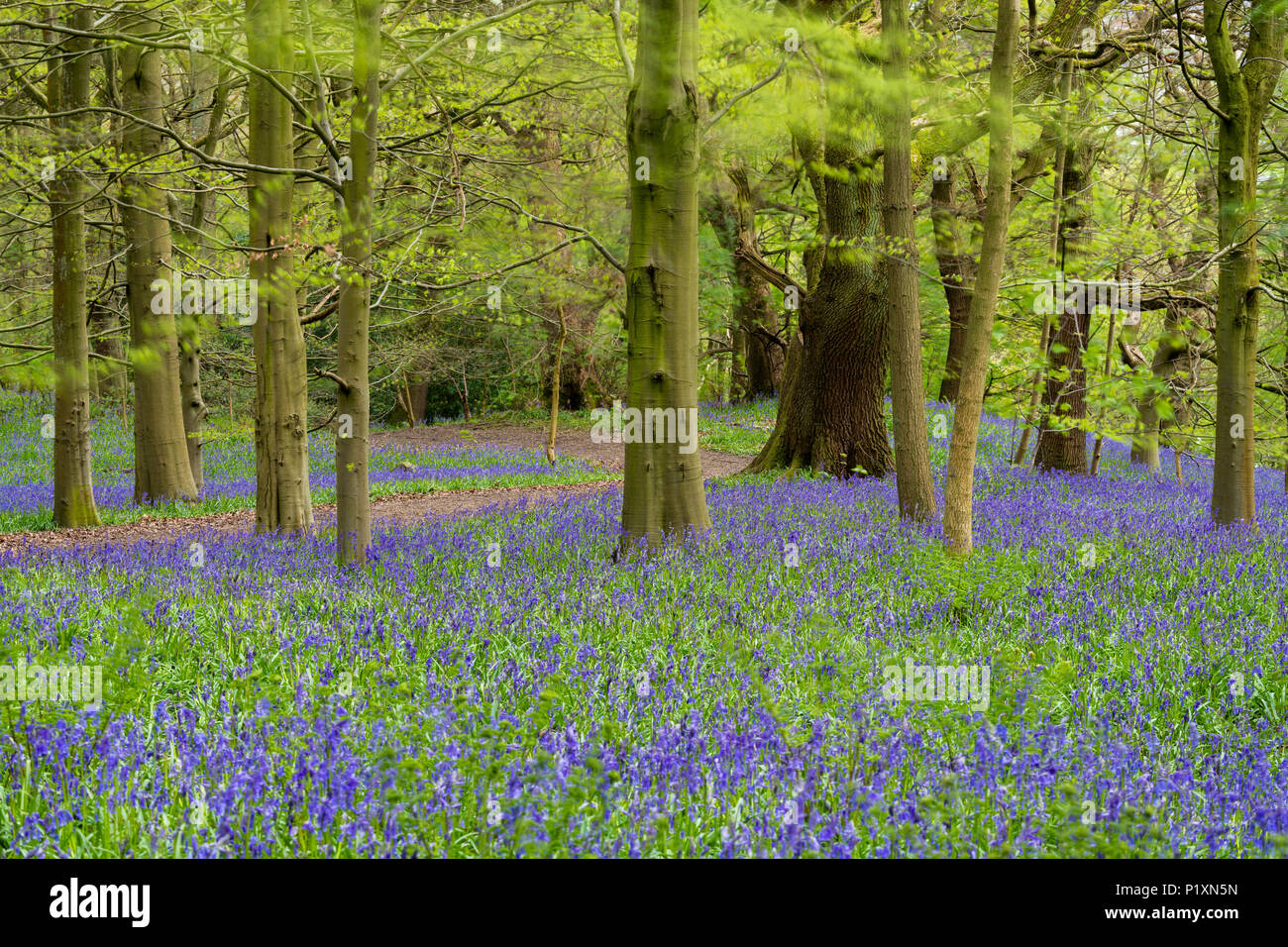 Percorso di avvolgimento & bello colorato tappeto blu della fioritura bluebells sotto gli alberi in primavera - Middleton Woods, Ilkley, West Yorkshire, Inghilterra, Regno Unito. Foto Stock