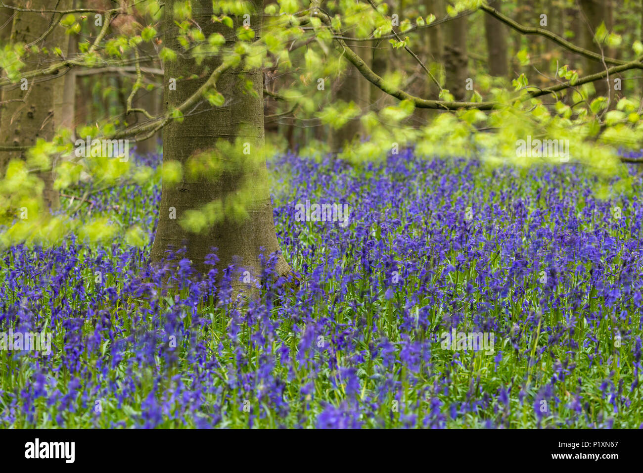 Bluebells Flowering crea un meraviglioso colorato tappeto blu sotto gli alberi in primavera - Middleton Woods, Ilkley, West Yorkshire, Inghilterra, Regno Unito. Foto Stock