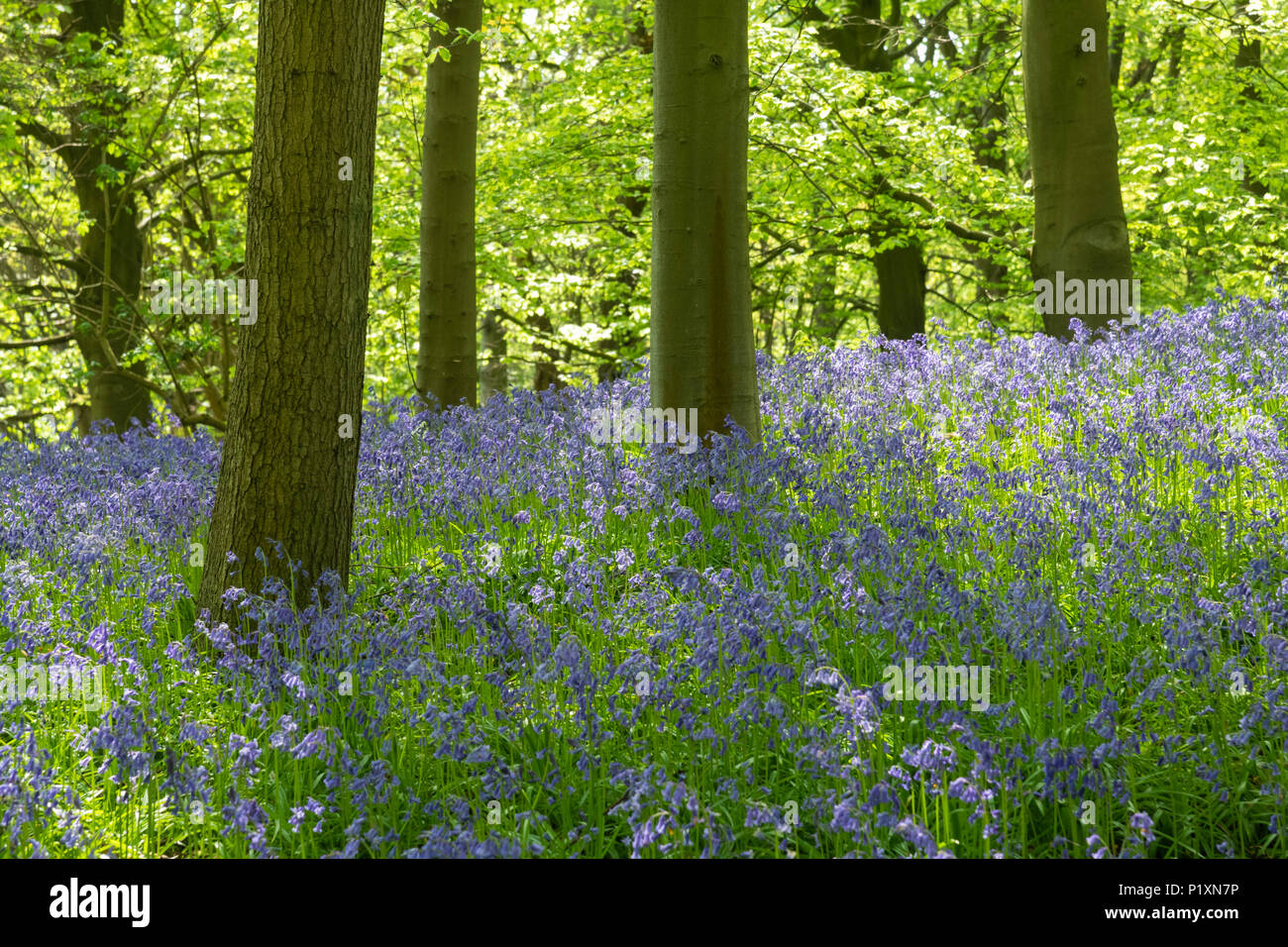 Bluebells Flowering creare bellissimi colorato tappeto blu sotto alberi soleggiati in primavera - Middleton Woods, Ilkley, West Yorkshire, Inghilterra, Regno Unito. Foto Stock