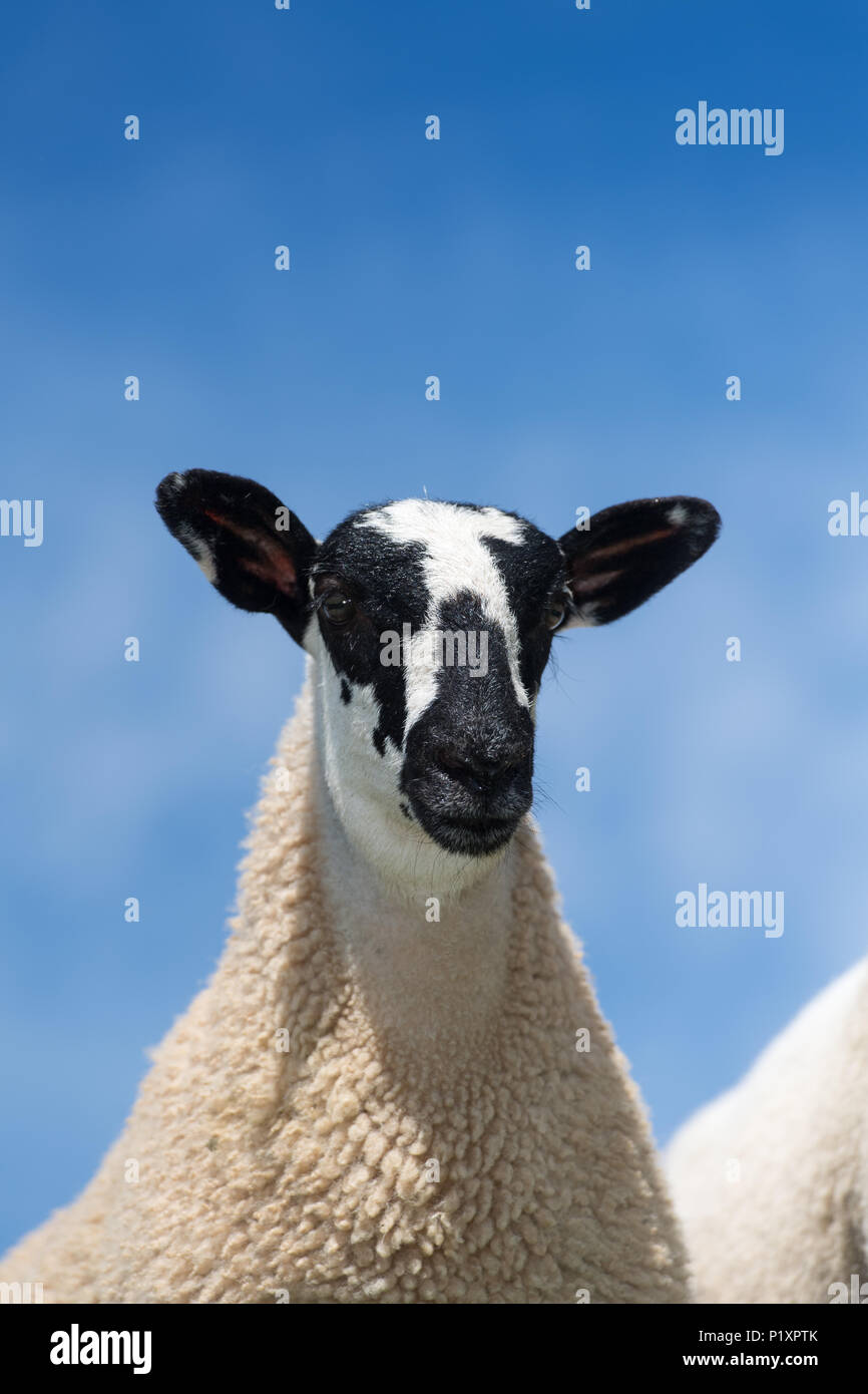 Mulo agnello per pecora contro un cielo blu, Cumbria, Regno Unito. Foto Stock