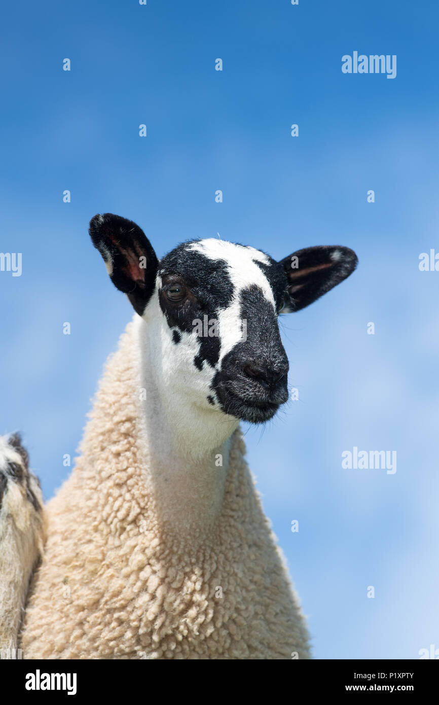 Mulo agnello per pecora contro un cielo blu, Cumbria, Regno Unito. Foto Stock