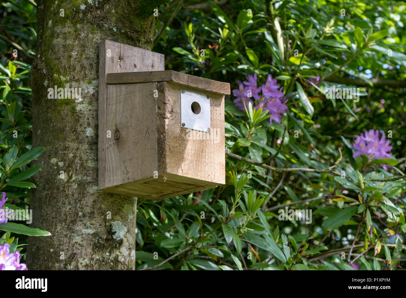 La nidificazione in legno scatola su albero in un giardino, Scotland, Regno Unito. Foto Stock