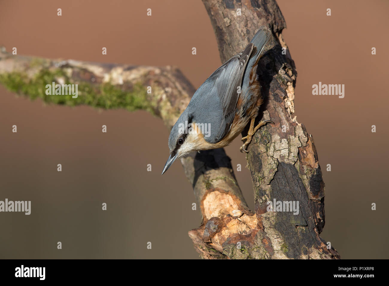 Close UK nuthatch bird (Sitta europaea) isolato all'aperto in inverno, arrampicandosi giù ramo di albero guardando verso il basso. Uccelli boschivi britannici. Foto Stock