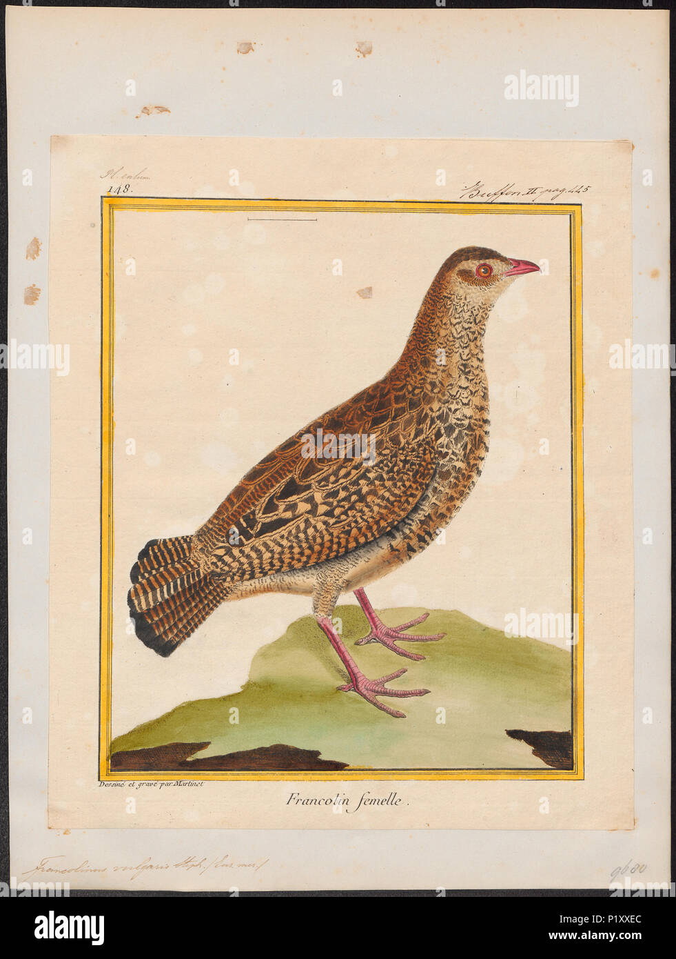 . Francolinus vulgaris . tra il 1700 e il 1880 126 Francolinus vulgaris - 1700-1880 - Stampa - Iconographia Zoologica - Collezioni Speciali Università di Amsterdam - UBA01 IZ17100063 Foto Stock