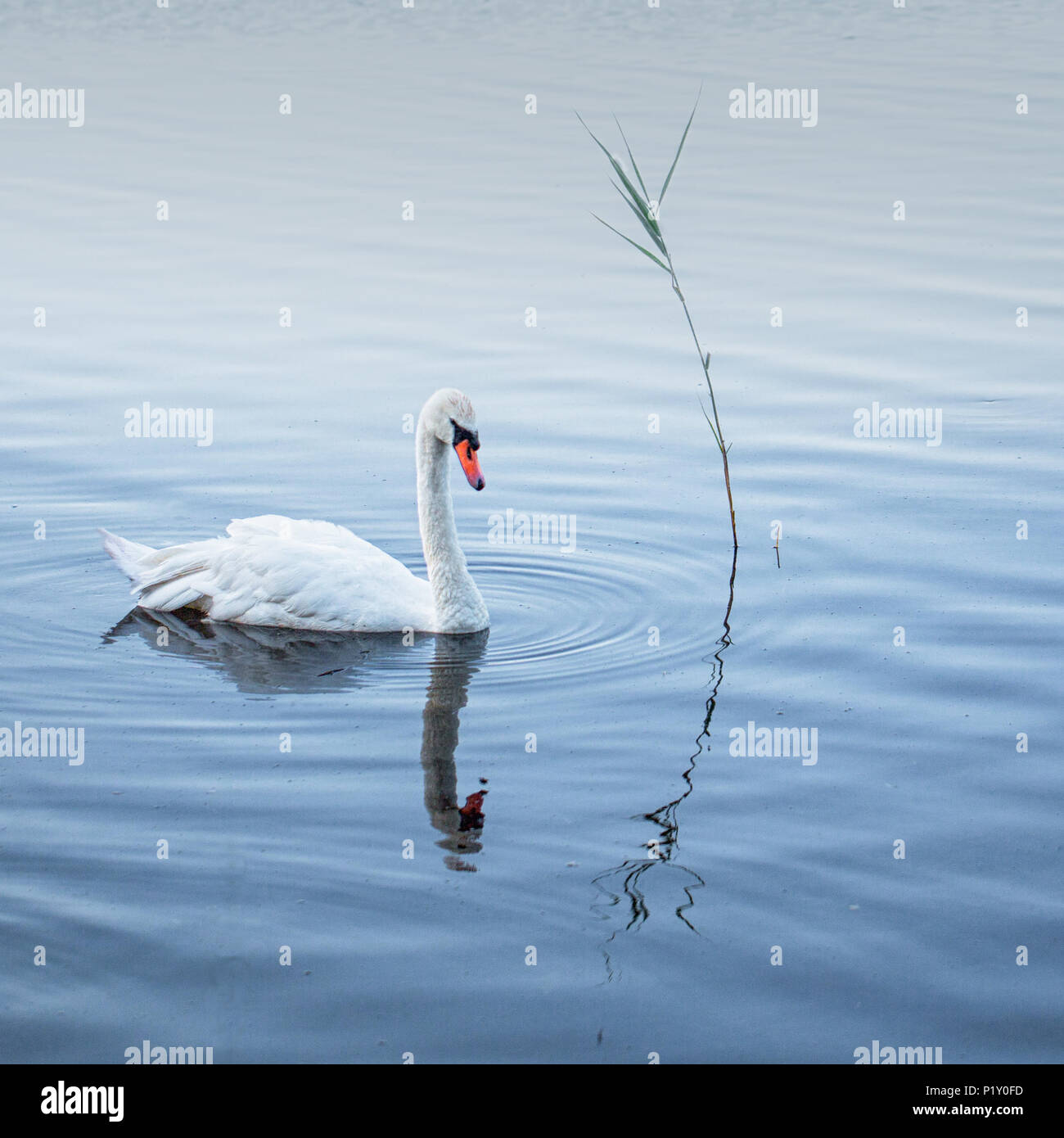 Un grazioso swan nuota passato una grazia di piegatura dello stelo reed Foto Stock