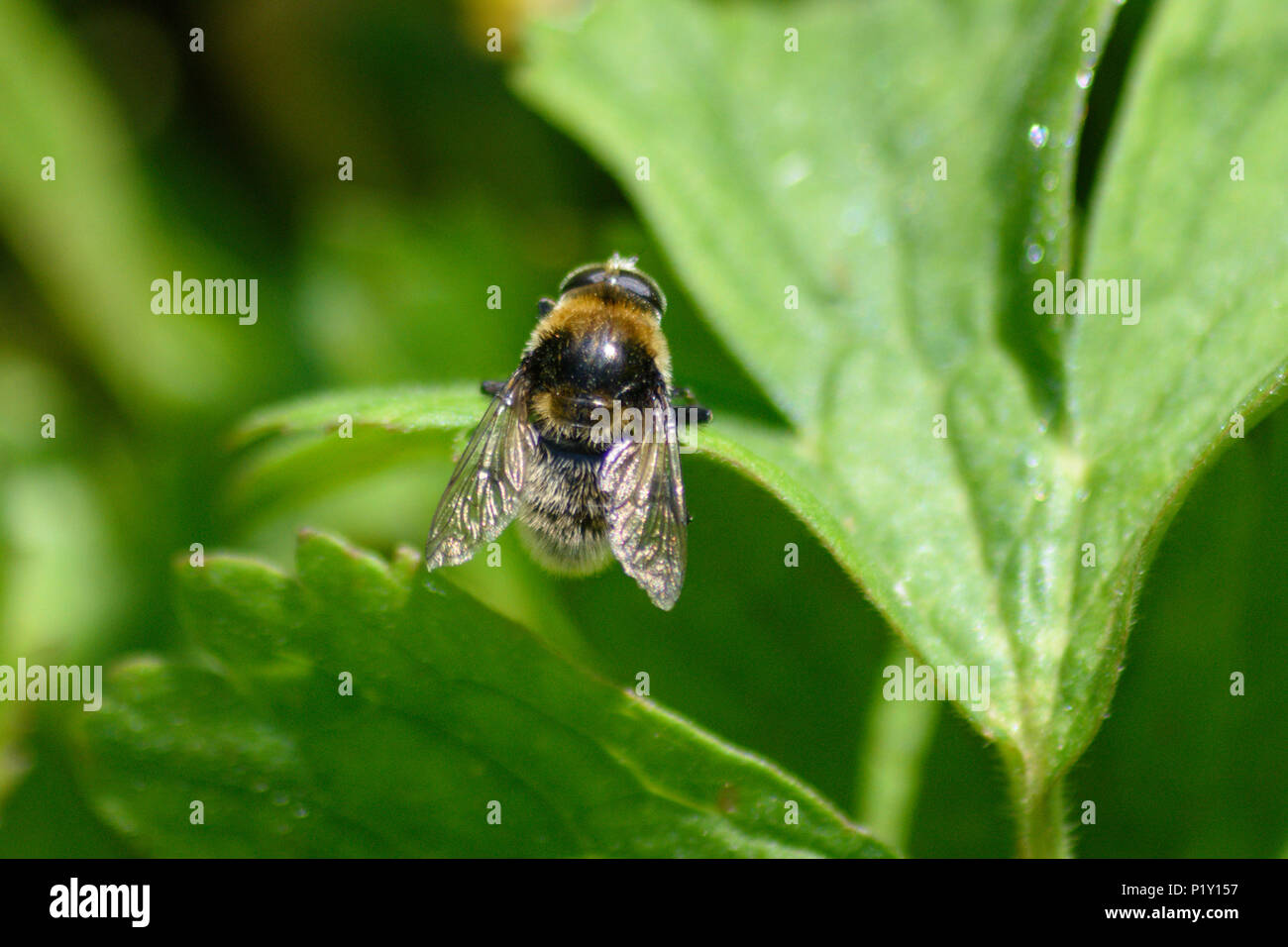 Hoverfly della famiglia Eristalis appoggiata al sole sulla foglia di un prato Cranesbill fiore Foto Stock