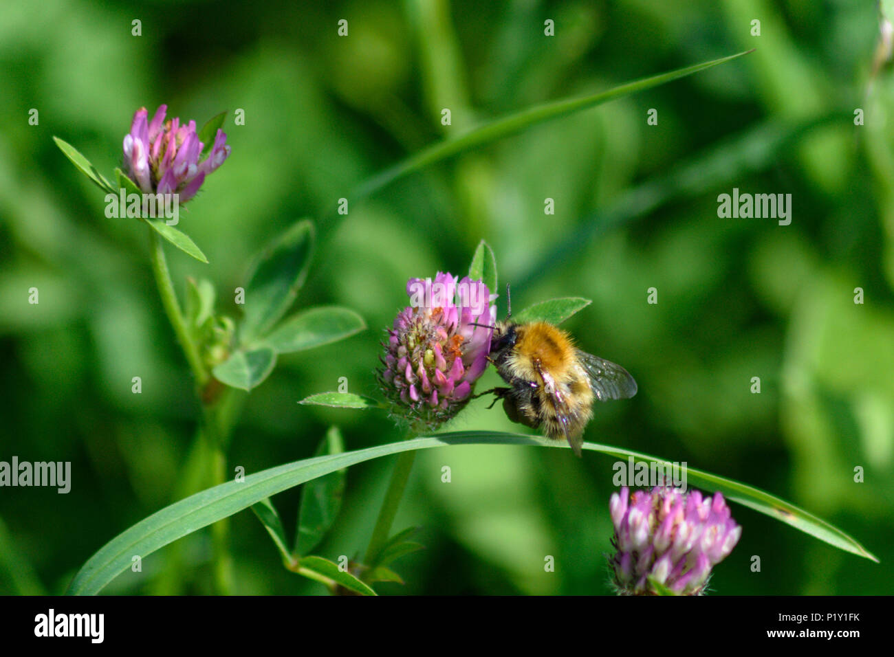 Carda comune bee alimentare da una rosa di fiori di trifoglio vista laterale Foto Stock