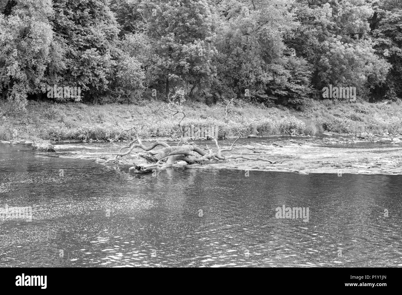 Un studio in bianco e nero di un albero morto bloccato in uno stramazzo sul fiume Taff, visto da una passerella sull'Taff Trail a Cardiff, nel Galles, Regno Unito Foto Stock