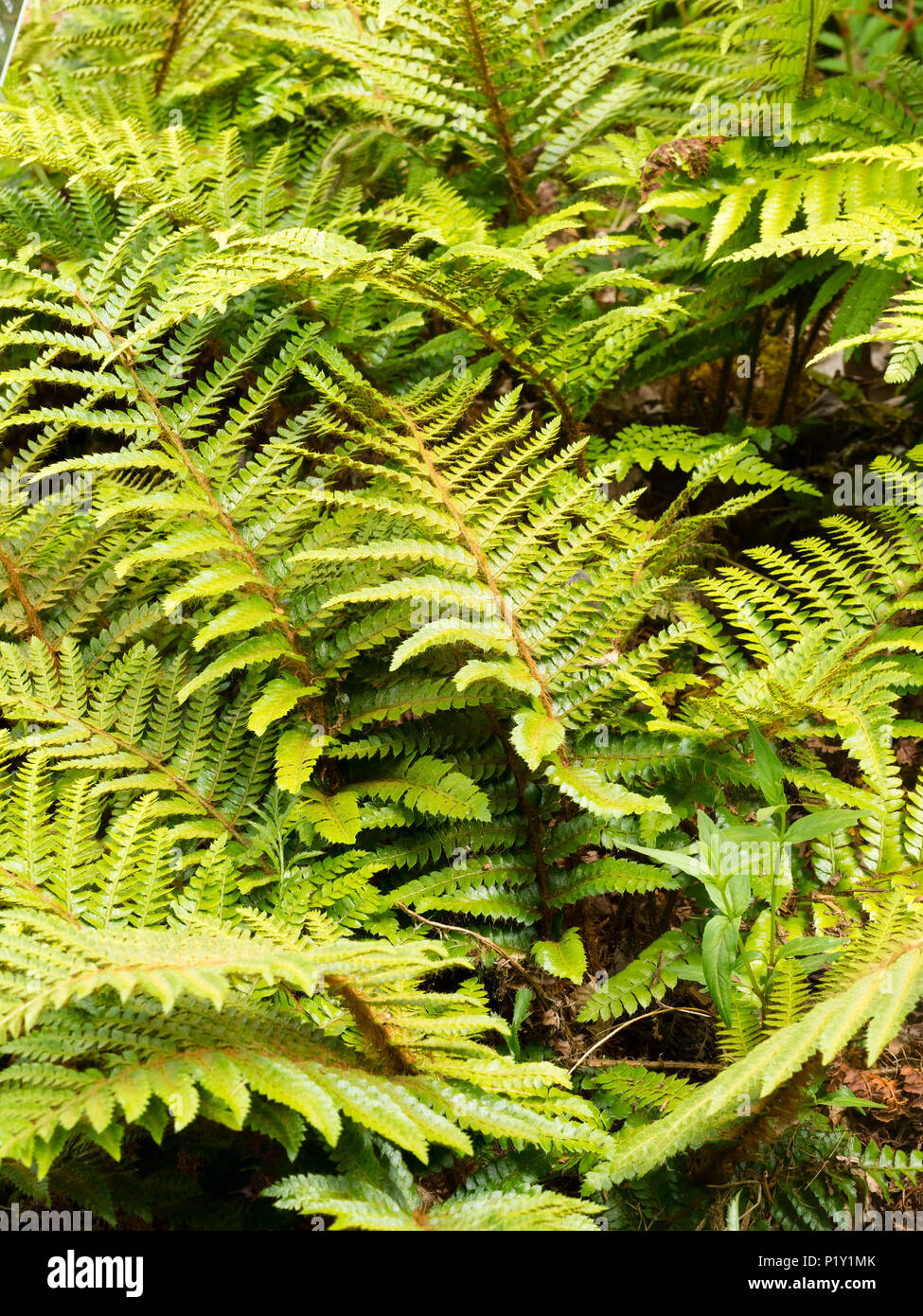 Giovani emergenti giallo verde bipinnate fronde della giapponese infiorescenza staminifera, felce Polystichum polyblepharum Foto Stock
