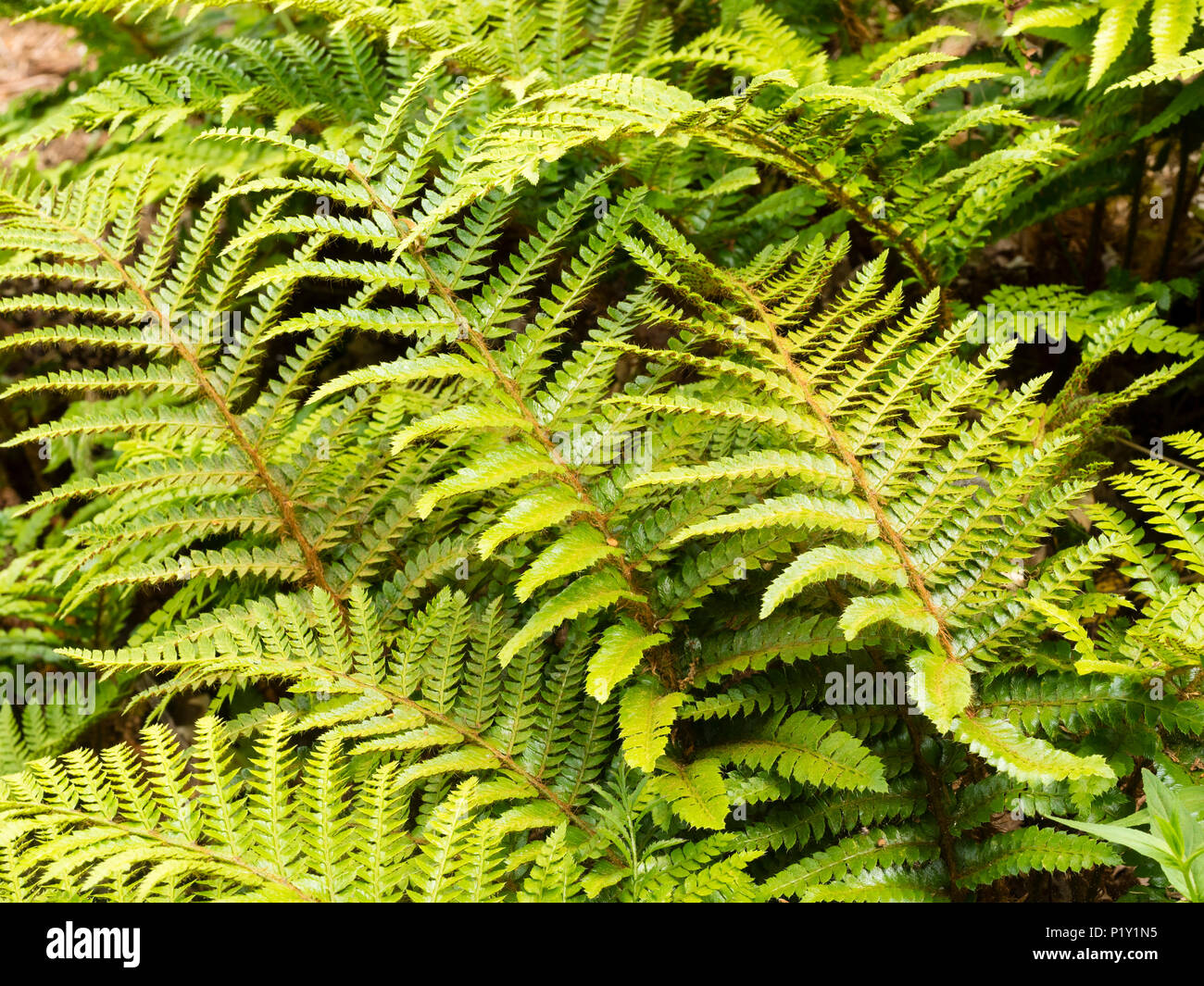 Giovani emergenti giallo verde bipinnate fronde della giapponese infiorescenza staminifera, felce Polystichum polyblepharum Foto Stock