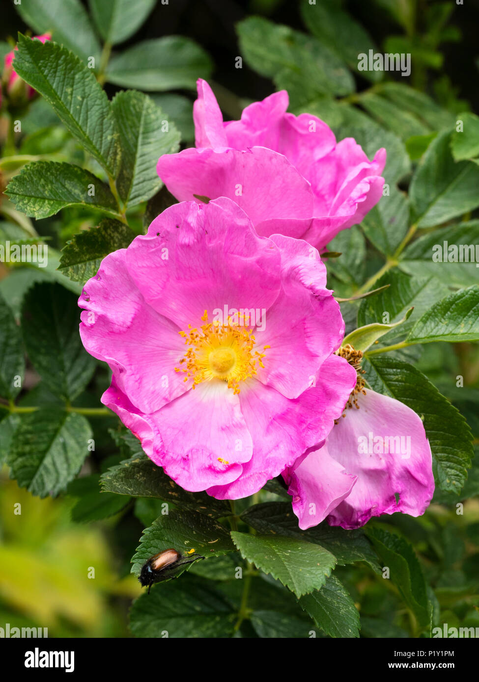 Fiori di colore rosa del difficile e hardy deciduo rosa ad arbusto, Rosa rugosa Foto Stock