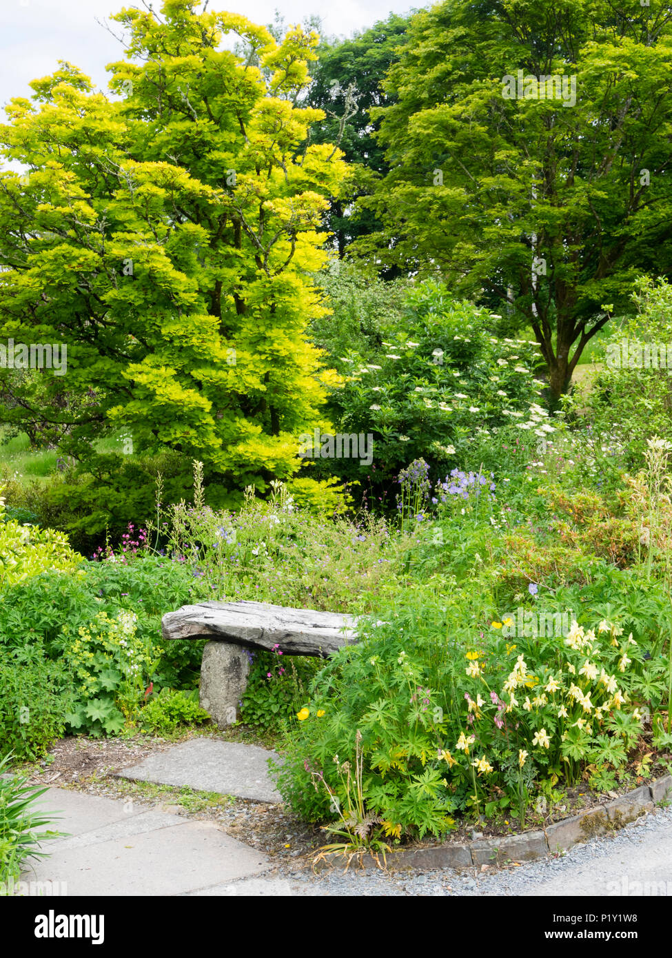 Argenteo rustico in legno panchina si accoccola tra fitta piantagione erbacea presso il Garden House, Buckland Monachorum, Devon, Regno Unito Foto Stock