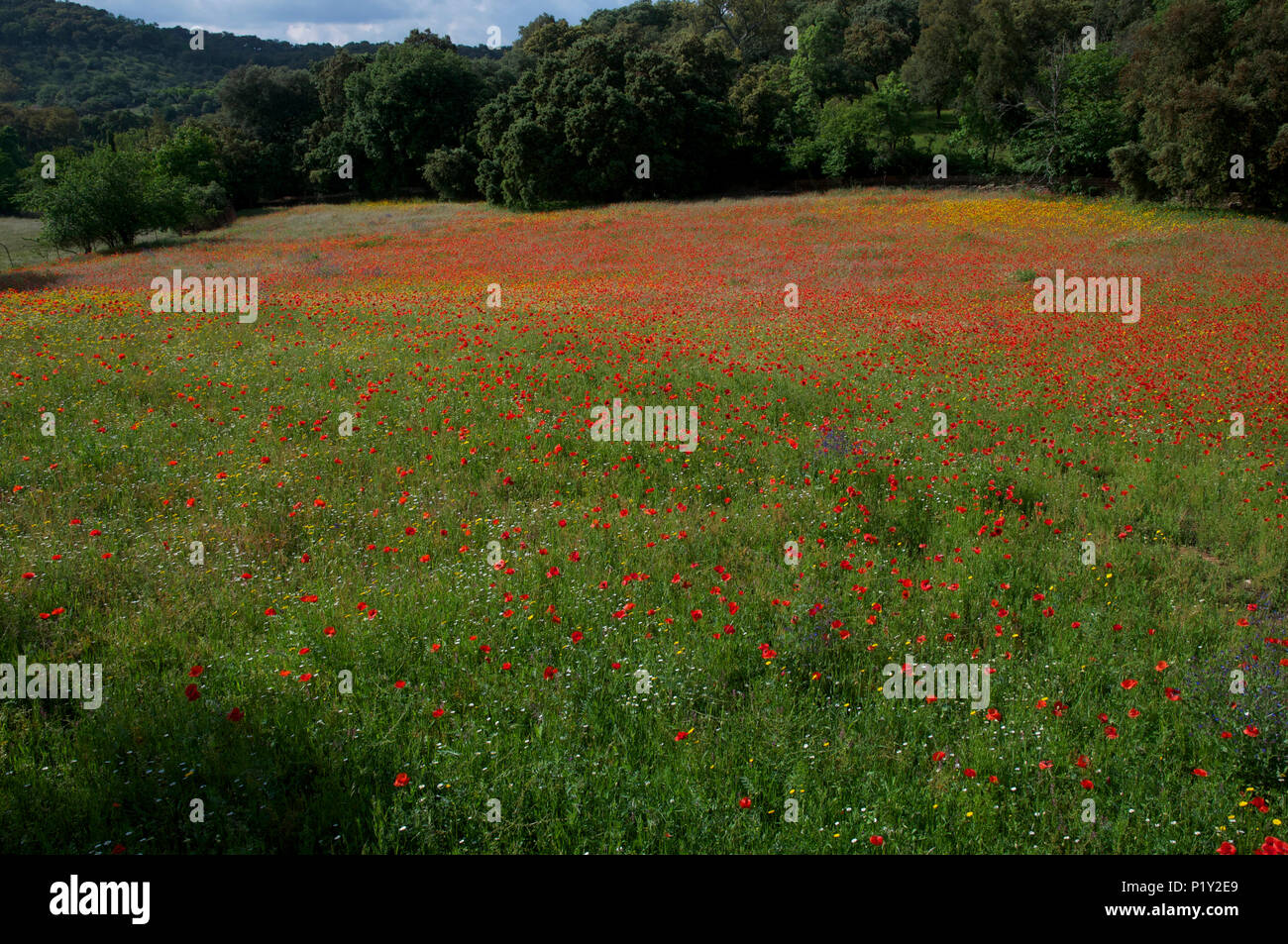 Rosso brillante papaveri in fiore selvatico prato Foto Stock