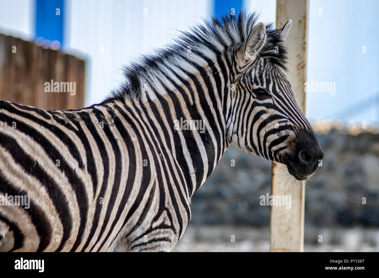 Ritratto di Zebra in zoo. Zebra guarda nella telecamera Foto Stock