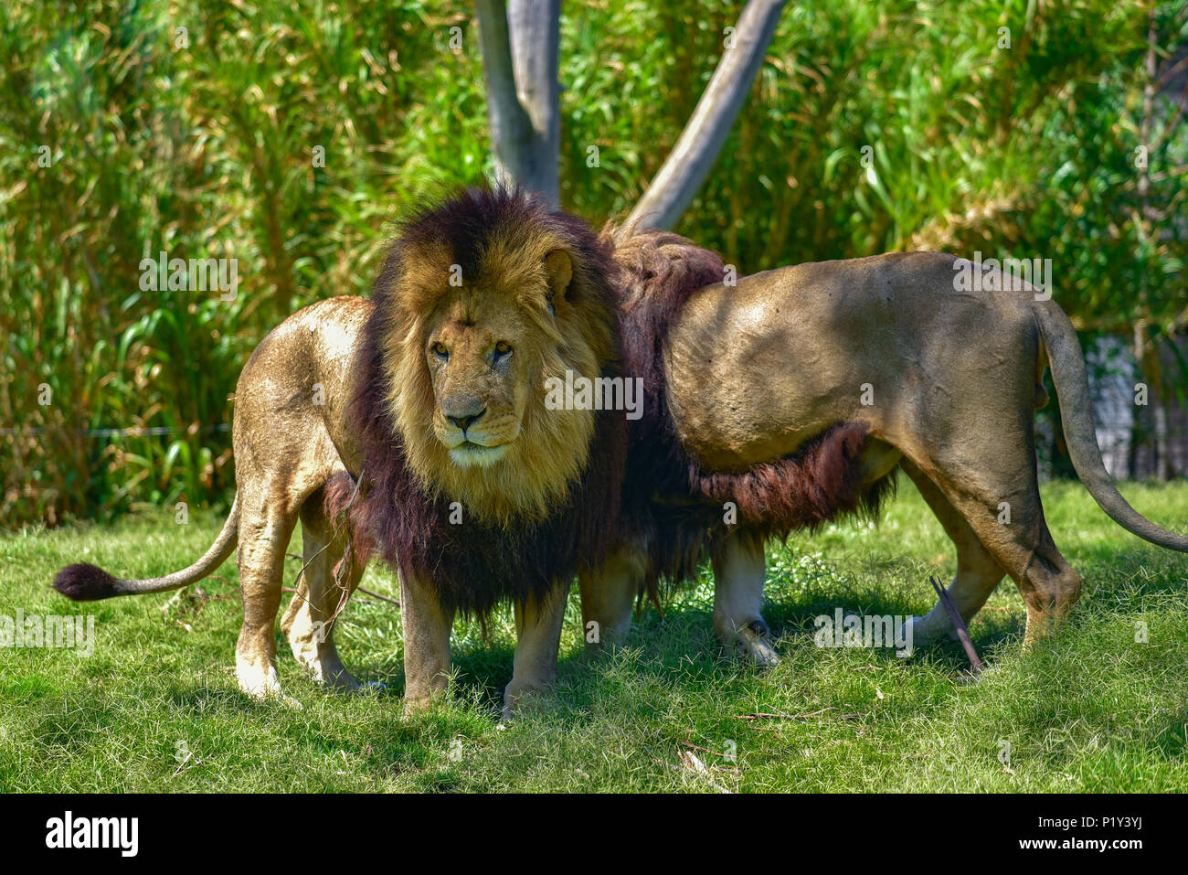 Due leoni la fauna selvatica camminare sull'erba Foto Stock