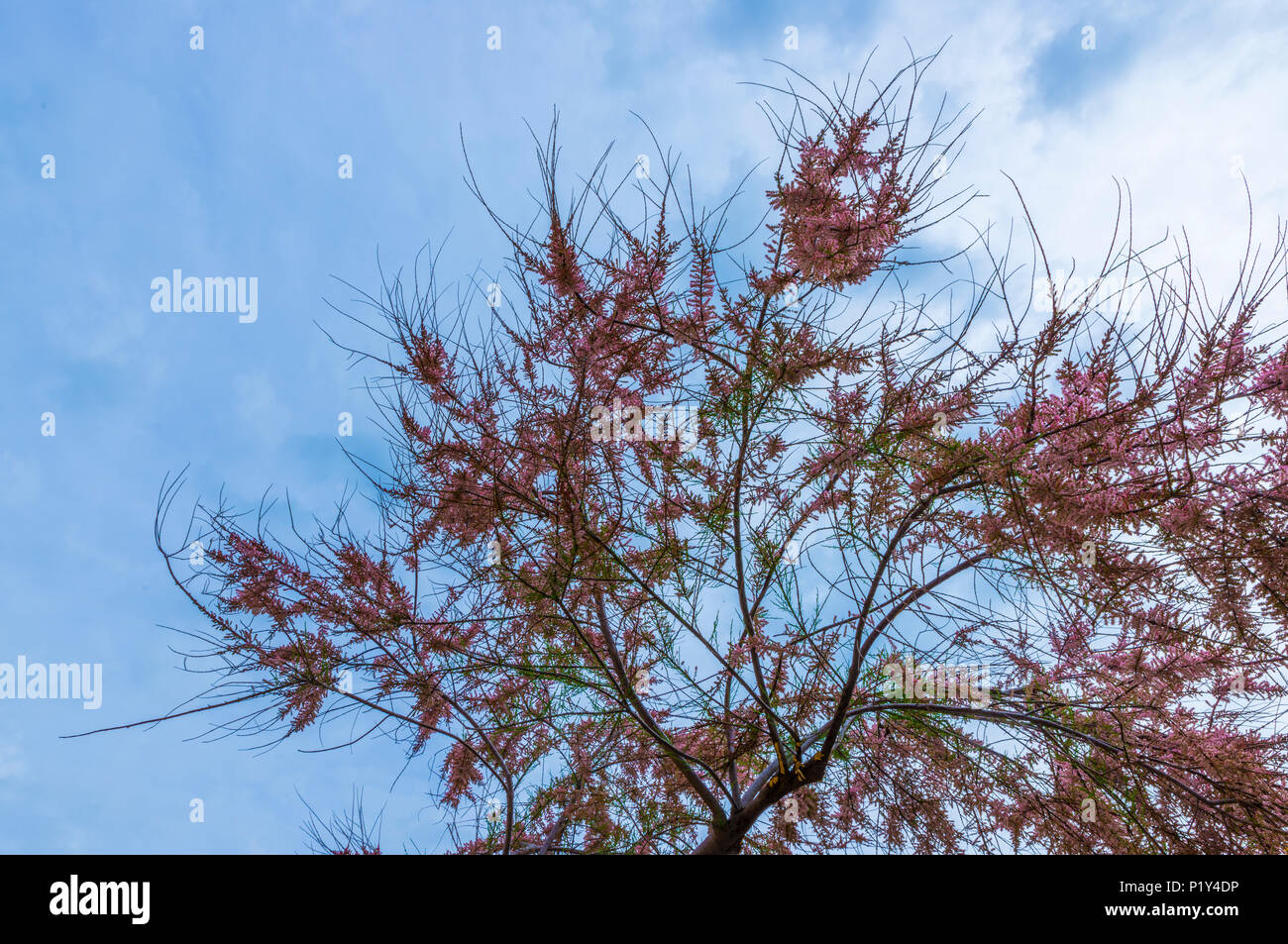 Bellissimo fiore di fioritura nell'albero di giuda in Sardegna in primavera in Italia Foto Stock