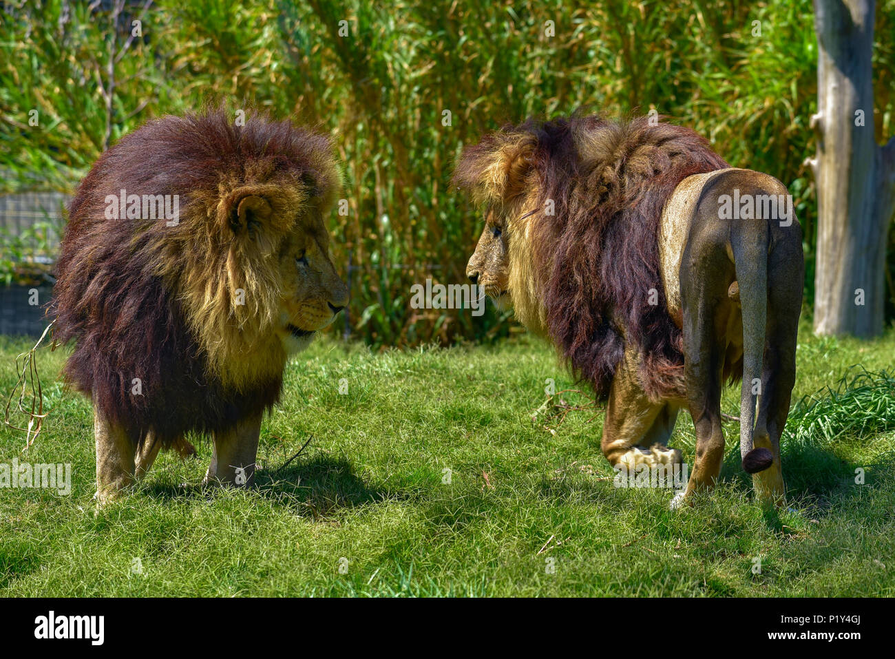 Due leoni la fauna selvatica camminare sull'erba Foto Stock