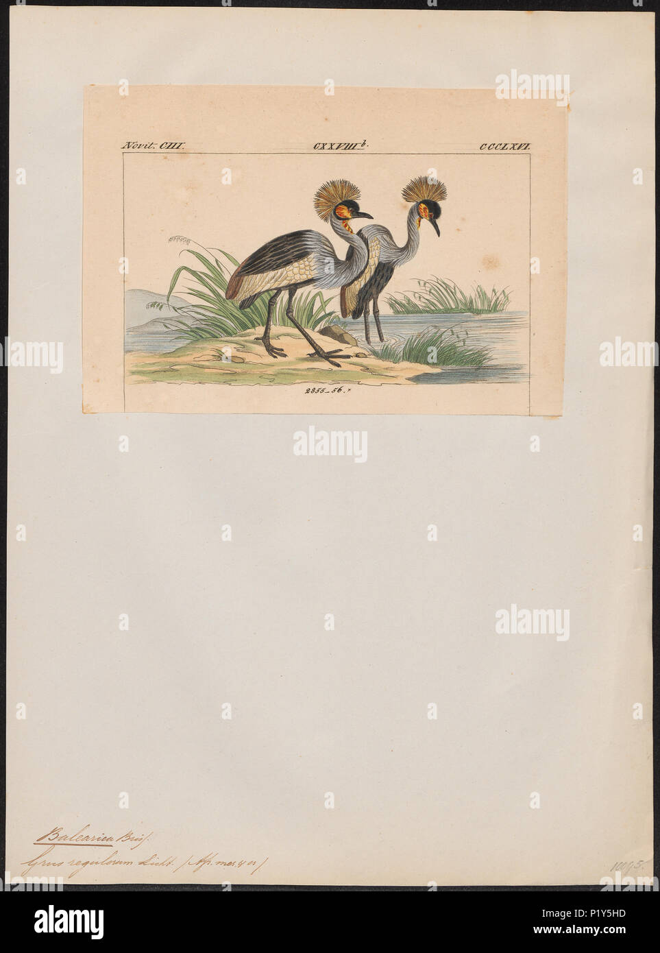 . Balearica regulorum . tra il 1820 e il 1860 26 Balearica regulorum - 1820-1860 - Stampa - Iconographia Zoologica - Collezioni Speciali Università di Amsterdam - UBA01 IZ17300139 Foto Stock