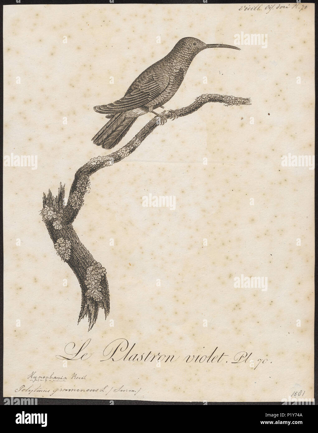 . Polytmus gramineus . 1802 230 Polytmus gramineus - 1802 - Stampa - Iconographia Zoologica - Collezioni Speciali Università di Amsterdam - UBA01 IZ19100053 Foto Stock