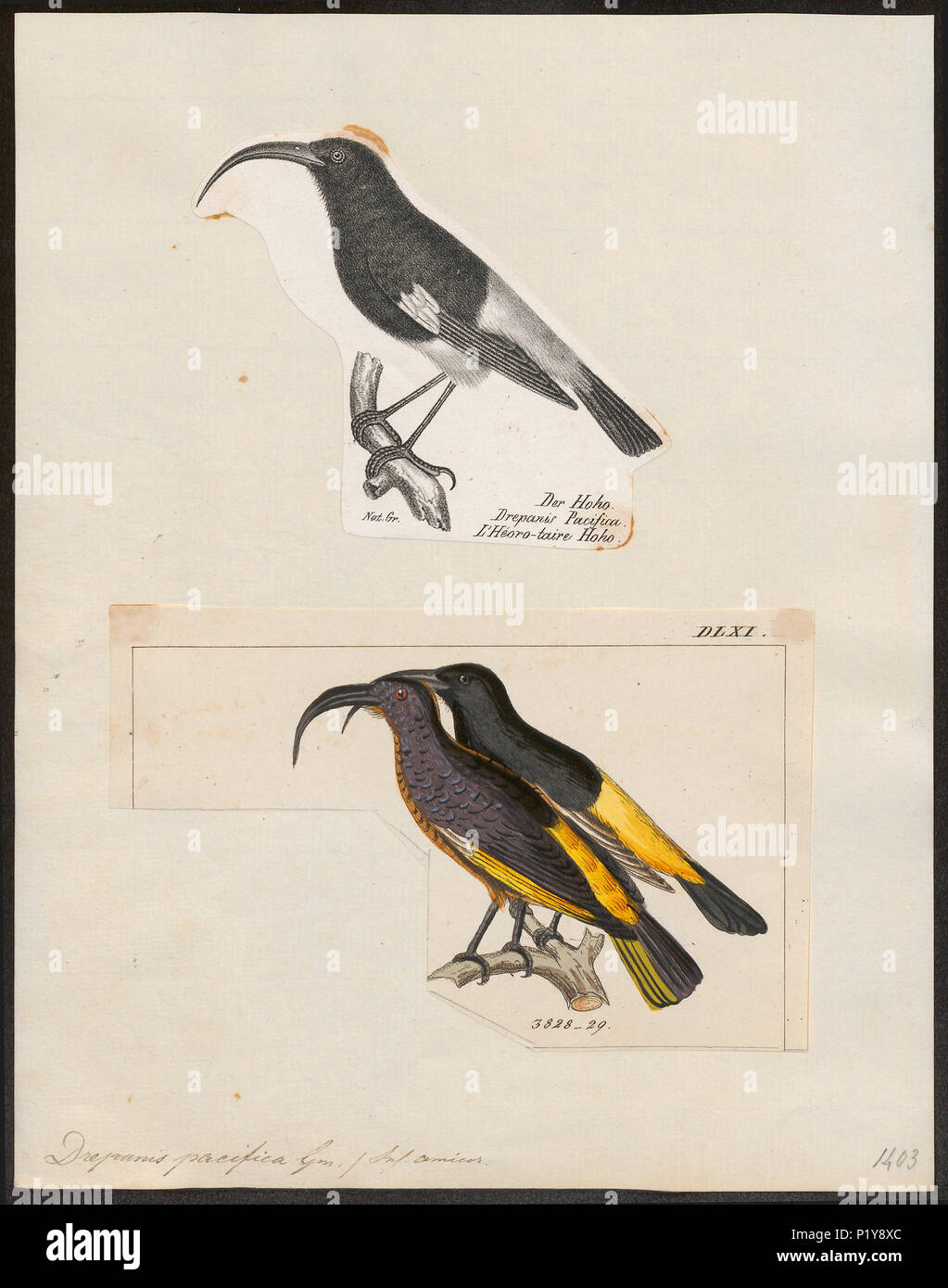 . Drepanis pacifica . tra il 1700 e il 1880 112 Drepanis pacifica - 1700-1880 - Stampa - Iconographia Zoologica - Collezioni Speciali Università di Amsterdam - UBA01 IZ19000223 Foto Stock