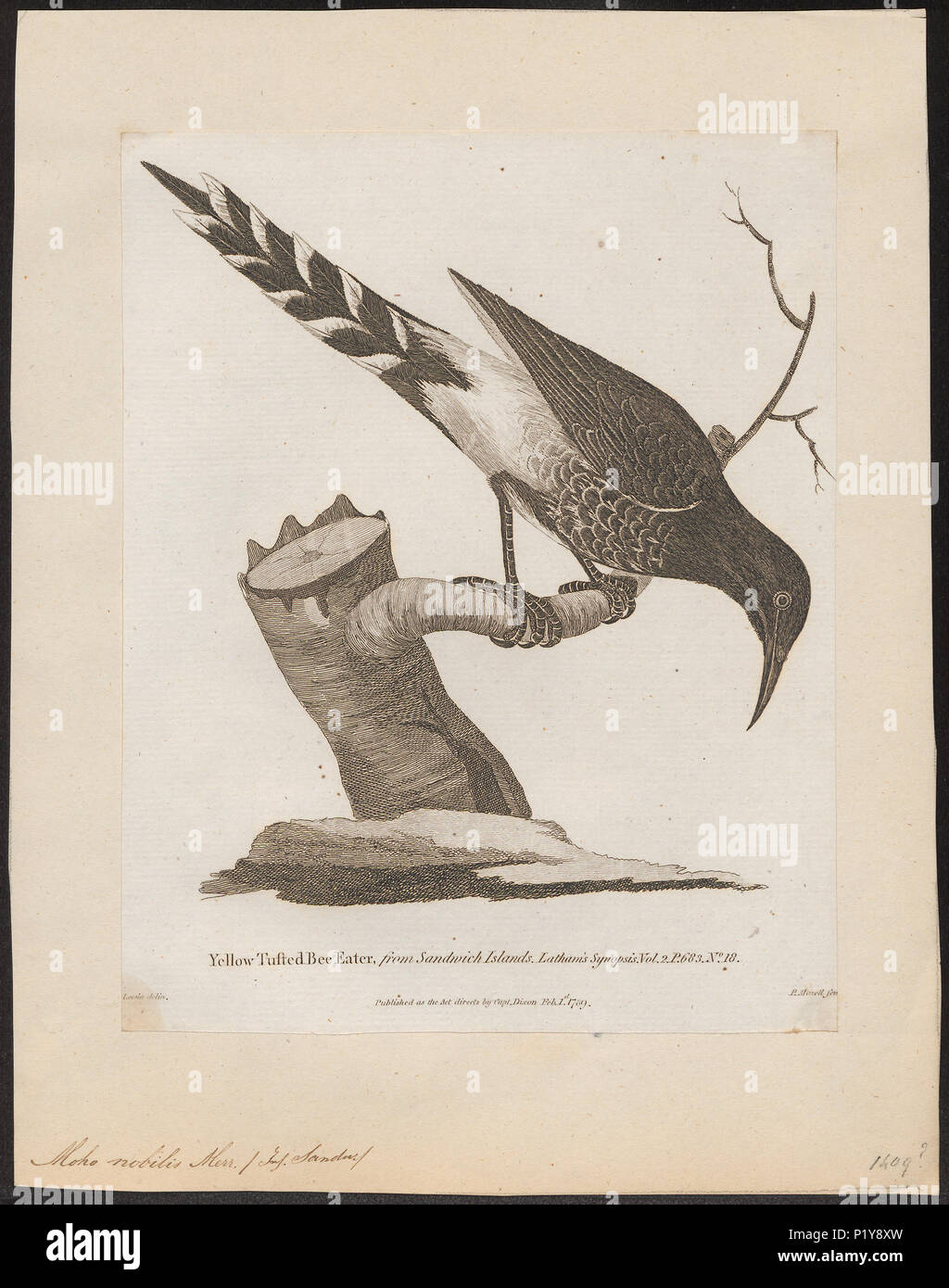 . Moho nobilis . 1789 195 Moho nobilis - 1789 - Stampa - Iconographia Zoologica - Collezioni Speciali Università di Amsterdam - UBA01 IZ19000247 Foto Stock