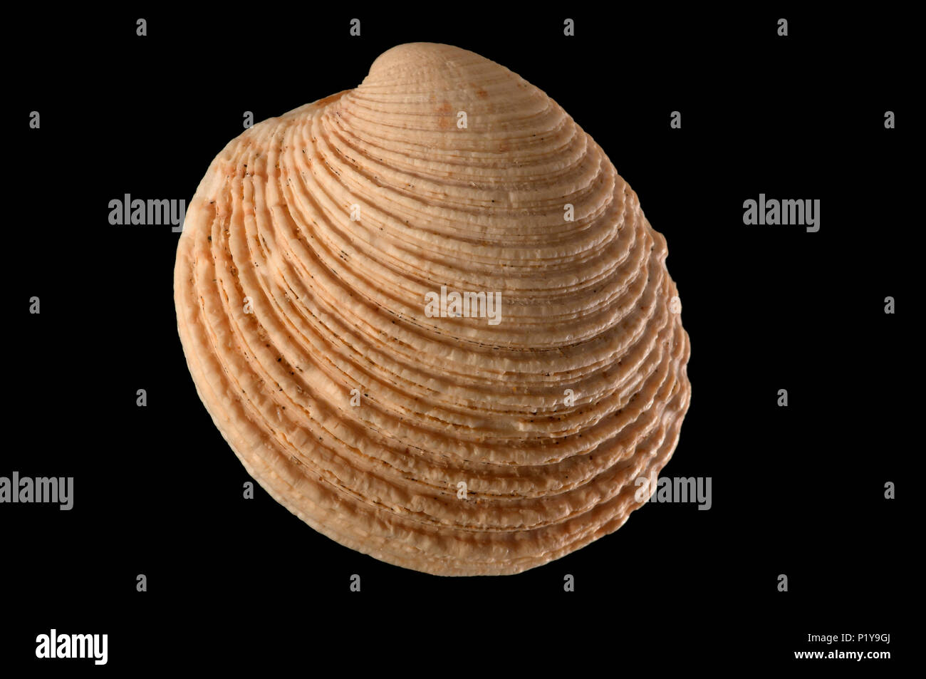 Conchiglia di Venere berrucosa. Collezione malacologica. Spagna. Europa Foto Stock