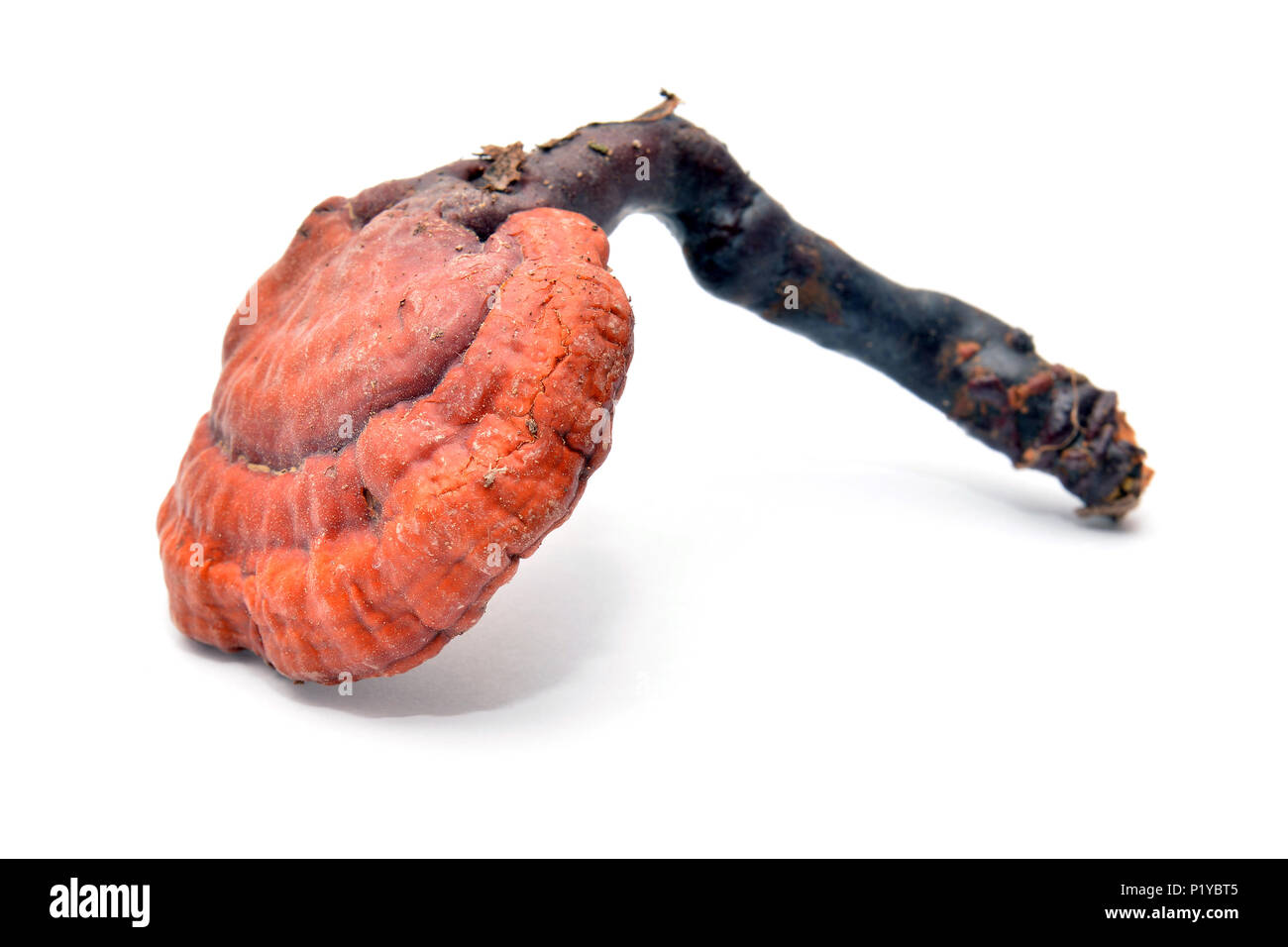 Lingzhi fungo o reishi, Ganoderma lucidum Foto Stock