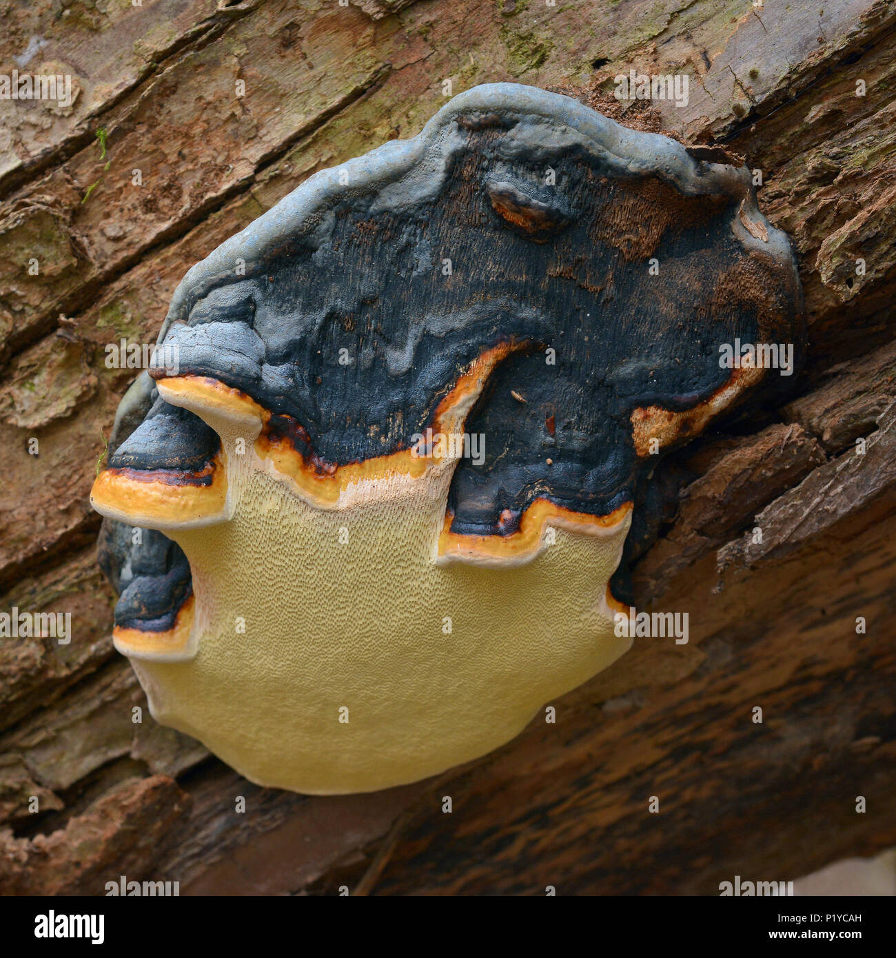 Fomitopsis pinicola fungo, noto come il nastro rosso conk Foto Stock