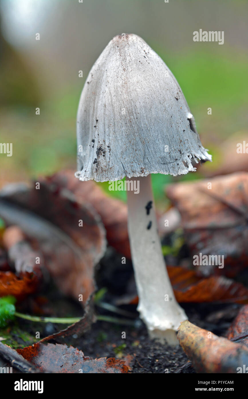 Coprinus alopecia funghi nel bosco Foto Stock