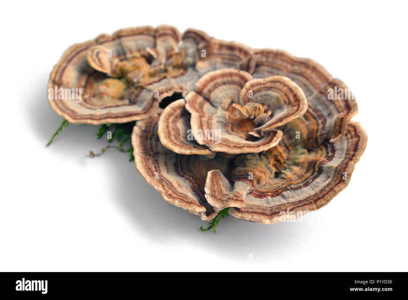 Trametes versicolor funghi, comunemente la coda della Turchia Foto Stock
