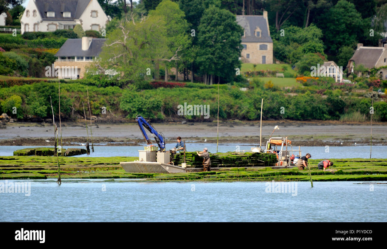 Francia, Bretagna Morbihan, ostricoltori che lavorano nel loro parchi, Golfo di Morbihan Foto Stock