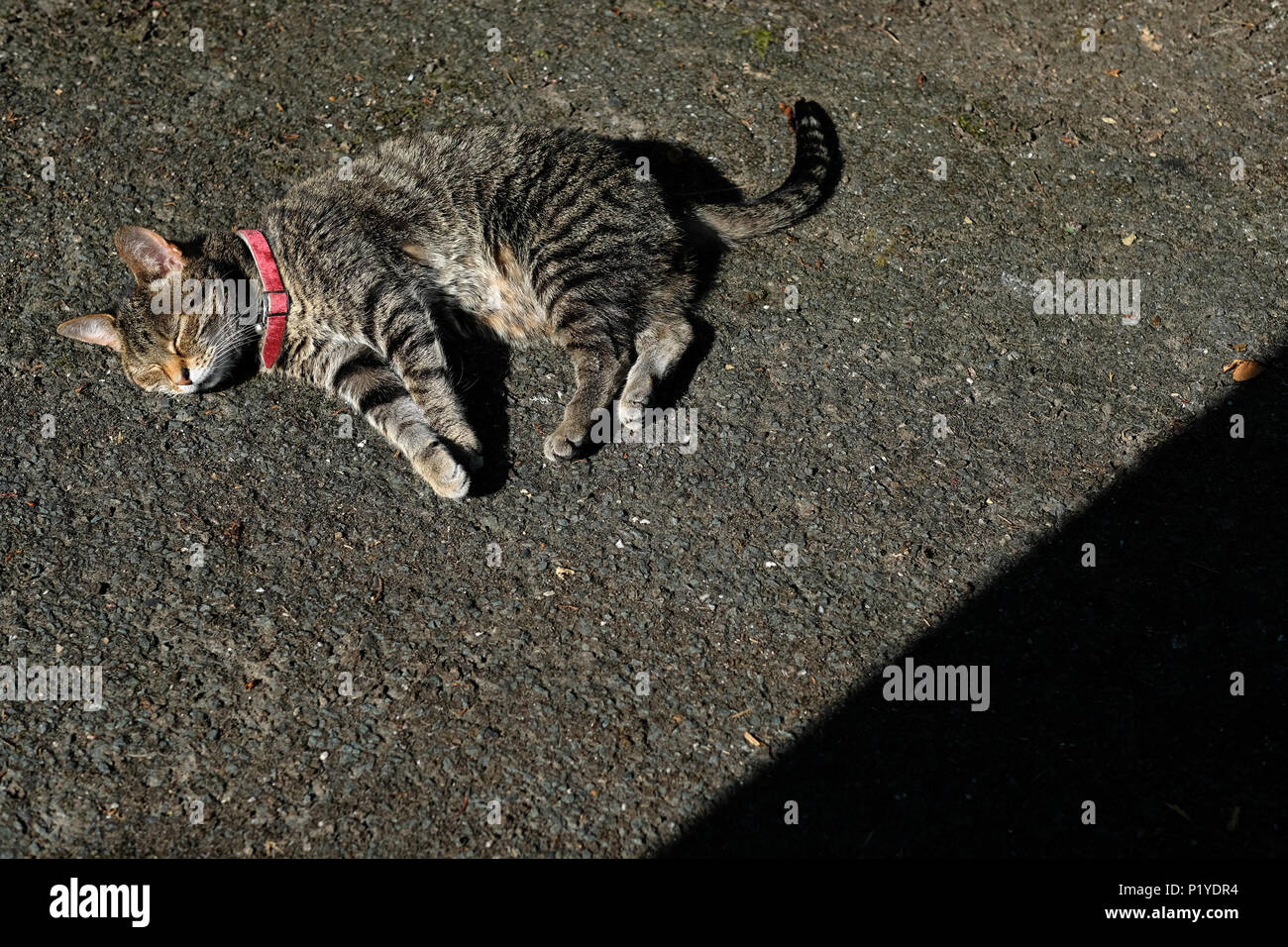 Un tabby gatto addormentato sul terreno che indossa un collare delle pulci. Foto Stock