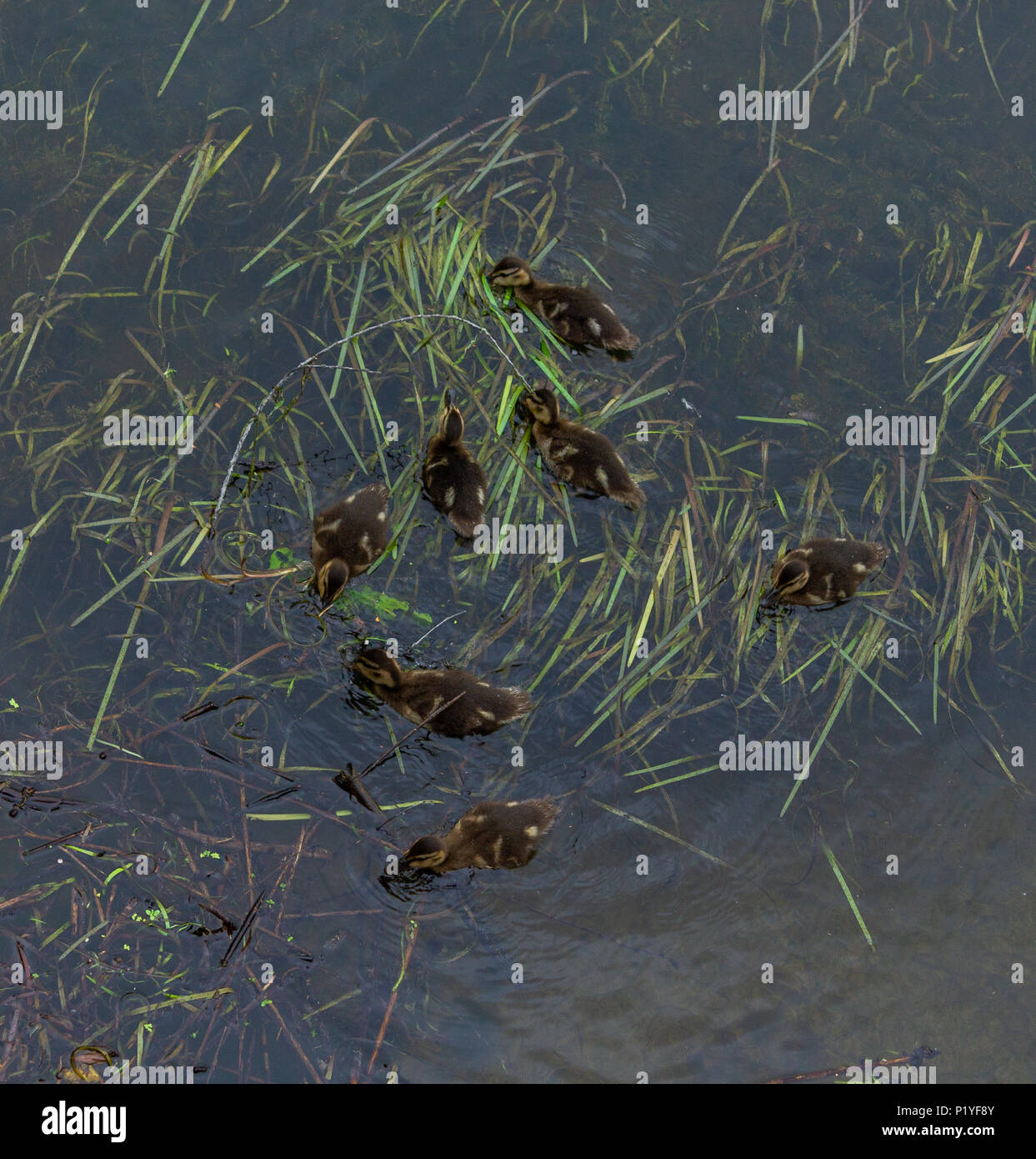 Anas Platyrhynchos, Germano reale anatroccoli pochi giorni foraggio per il cibo tra la crescita di erbacce da un letto del fiume. Foto Stock