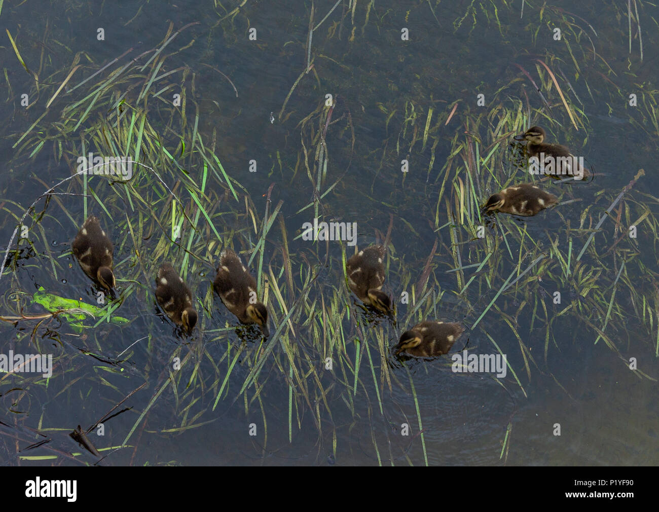 Anas Platyrhynchos, Germano reale anatroccoli pochi giorni foraggio per il cibo tra la crescita di erbacce da un letto del fiume. Foto Stock