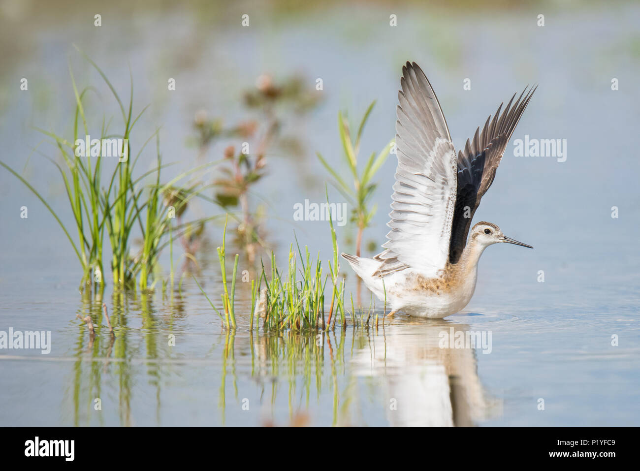 Una rara-per-il-regione di Wilson Phalarope distende le sue ali a Toronto il Ashbridges Bay Park durante un anno con insolite inondazioni. Foto Stock