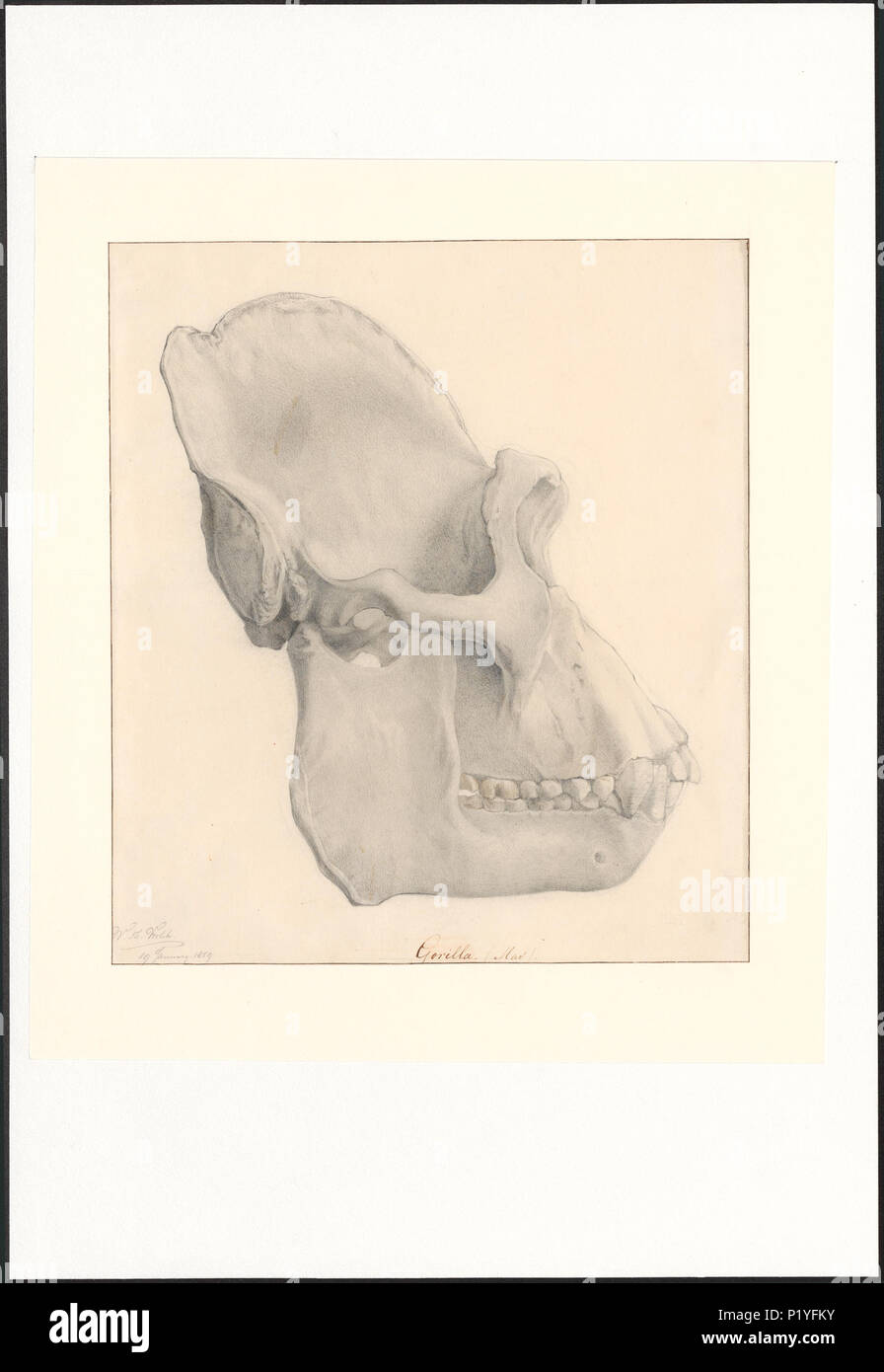 141 Gorilla spec. - Schedel - 1859 - Stampa - Iconographia Zoologica - Collezioni Speciali Università di Amsterdam - UBA01 IZAA100298 Foto Stock