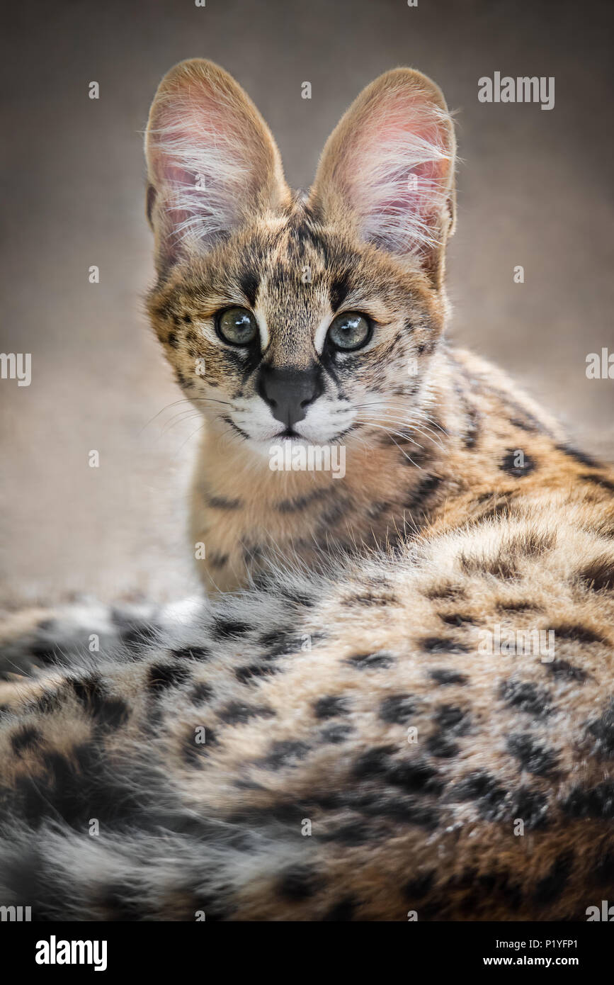Un captive serval gattino allo zoo in Sud Australia. Nativo di Africa, servals sono stati incroci con gatti domestici per produrre la savana Cat. Foto Stock