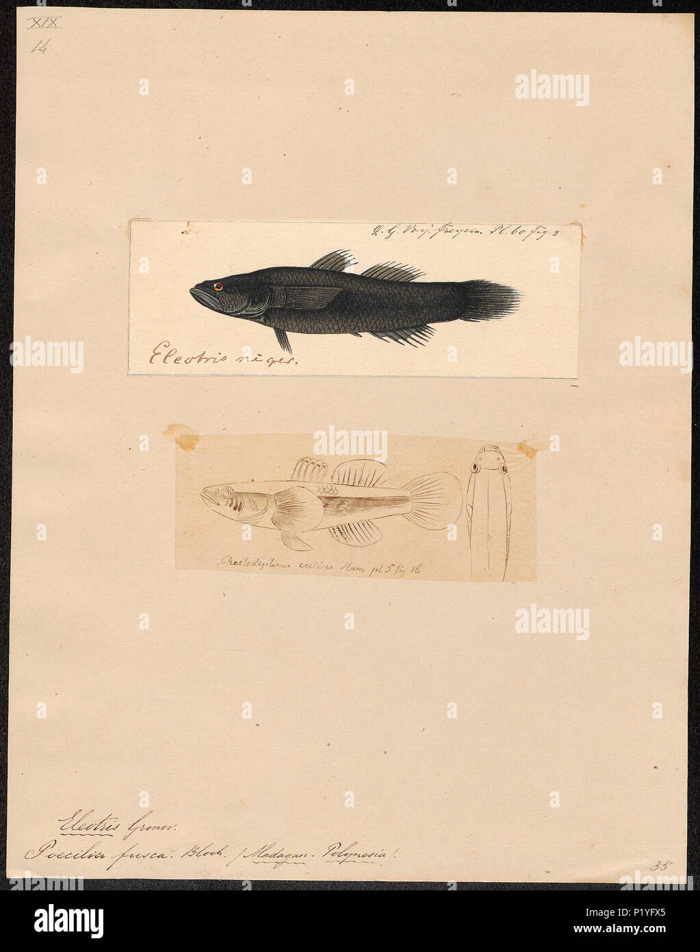 . Eleotris fusca . tra il 1700 e il 1880 115 Eleotris fusca - 1700-1880 - Stampa - Iconographia Zoologica - Collezioni Speciali Università di Amsterdam - UBA01 IZ13600105 Foto Stock